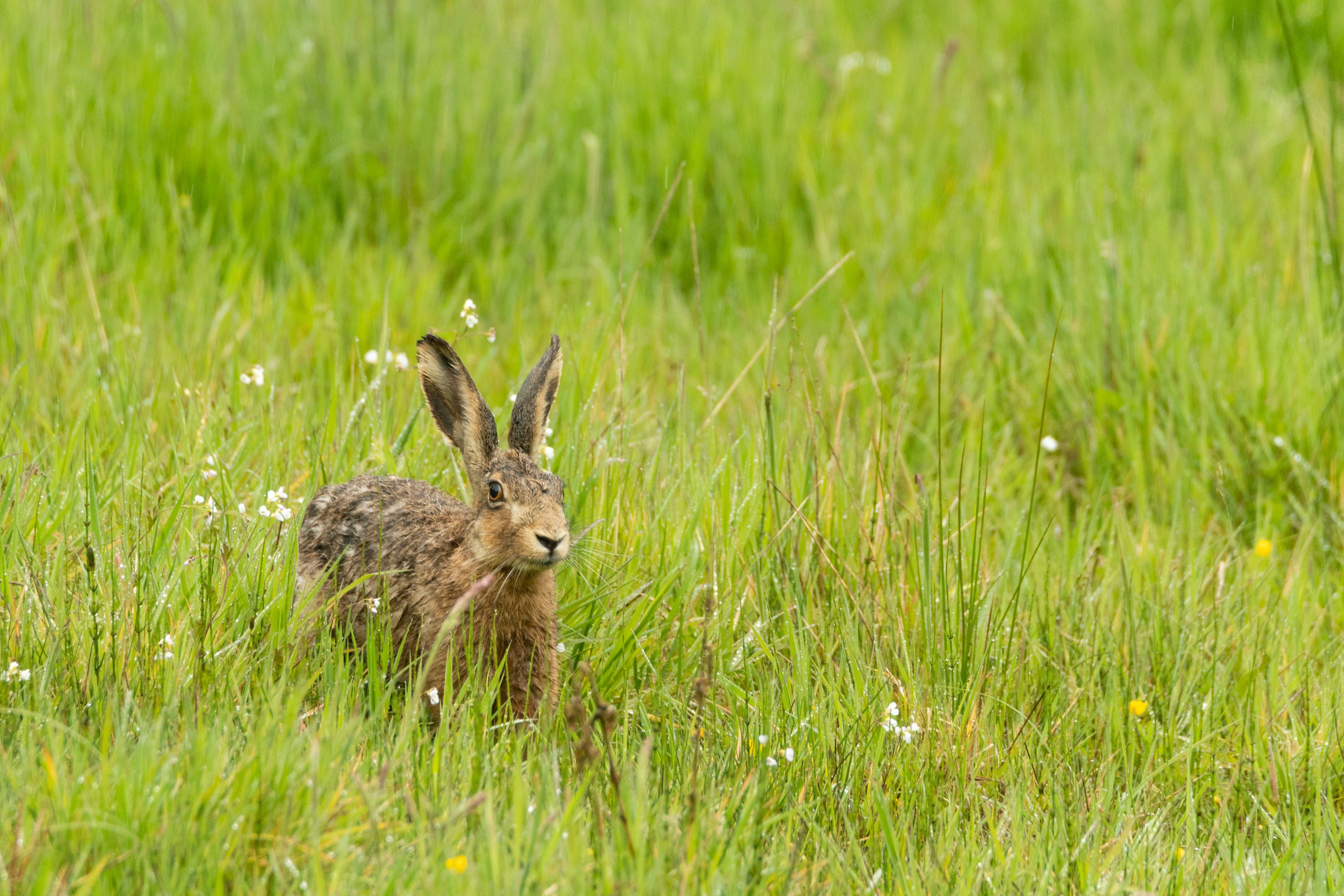 Gute Nachrichten für Ostern: Wieder mehr Hasen in Brandenburg