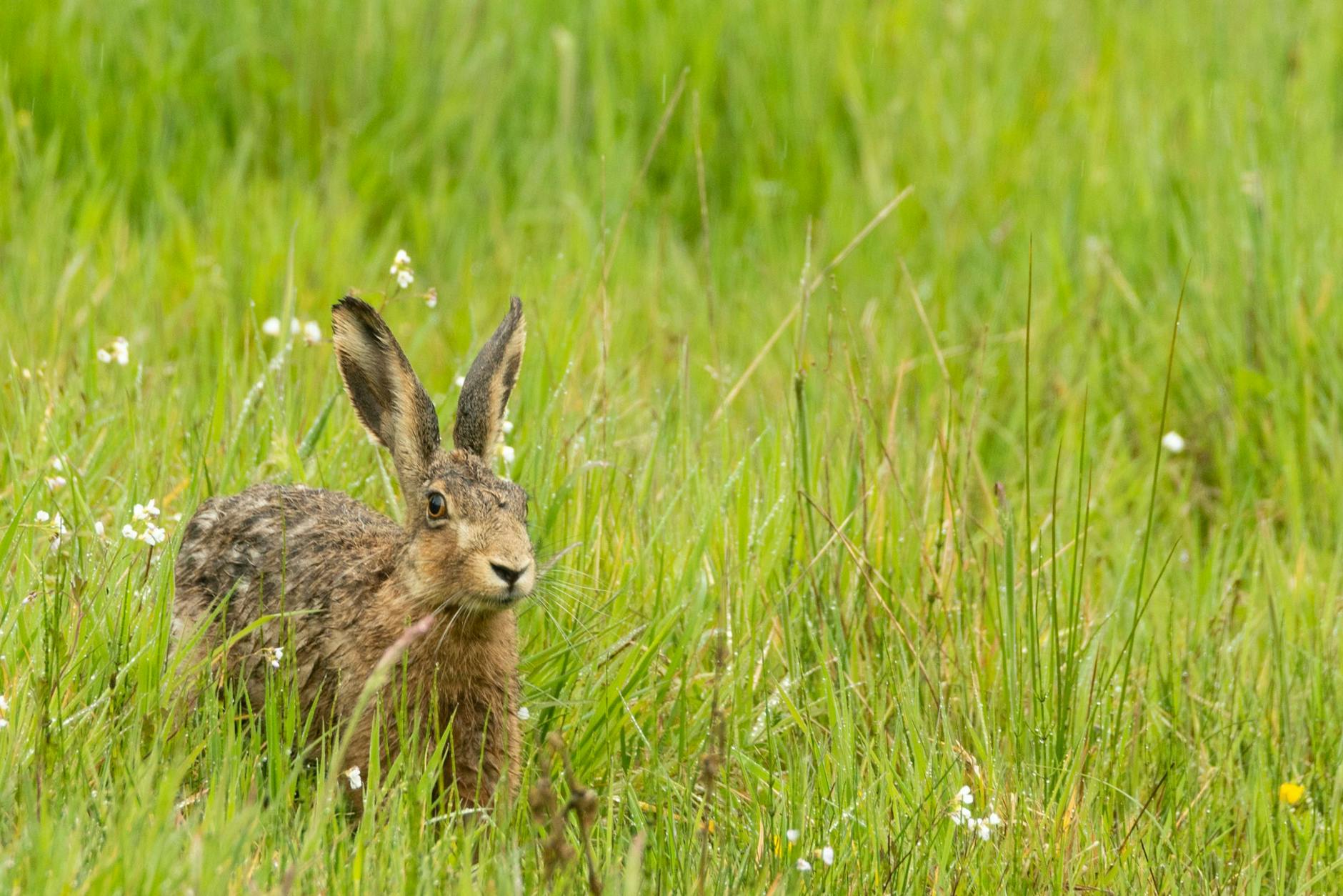 Ein Feldhase hockt auf einem Feld. In Brandenburg werden immer mehr dieser Tiere, die symbolisch auch für Ostern stehen, gesichtet.
