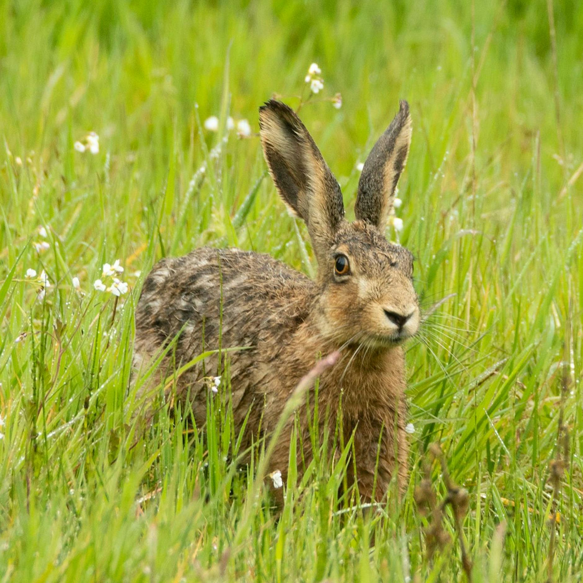 Gute Nachrichten für Ostern: Wieder mehr Hasen in Brandenburg