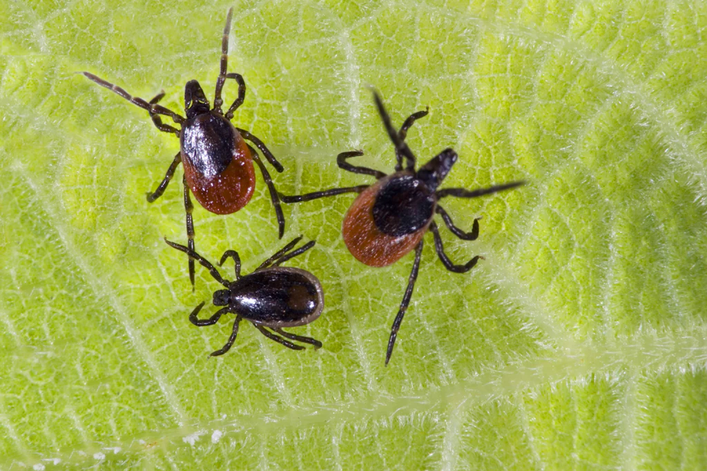 Borreliose-Fälle während der Corona-Pandemie deutllich gestiegen
