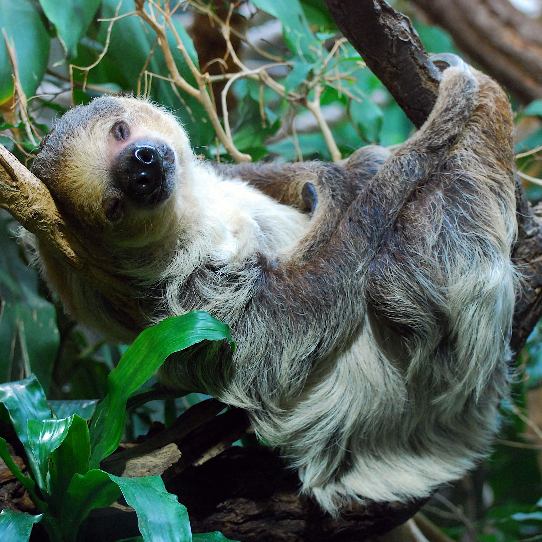 Faultiere: Mit nur 130 Gramm Salat am Tag hat man keine Power