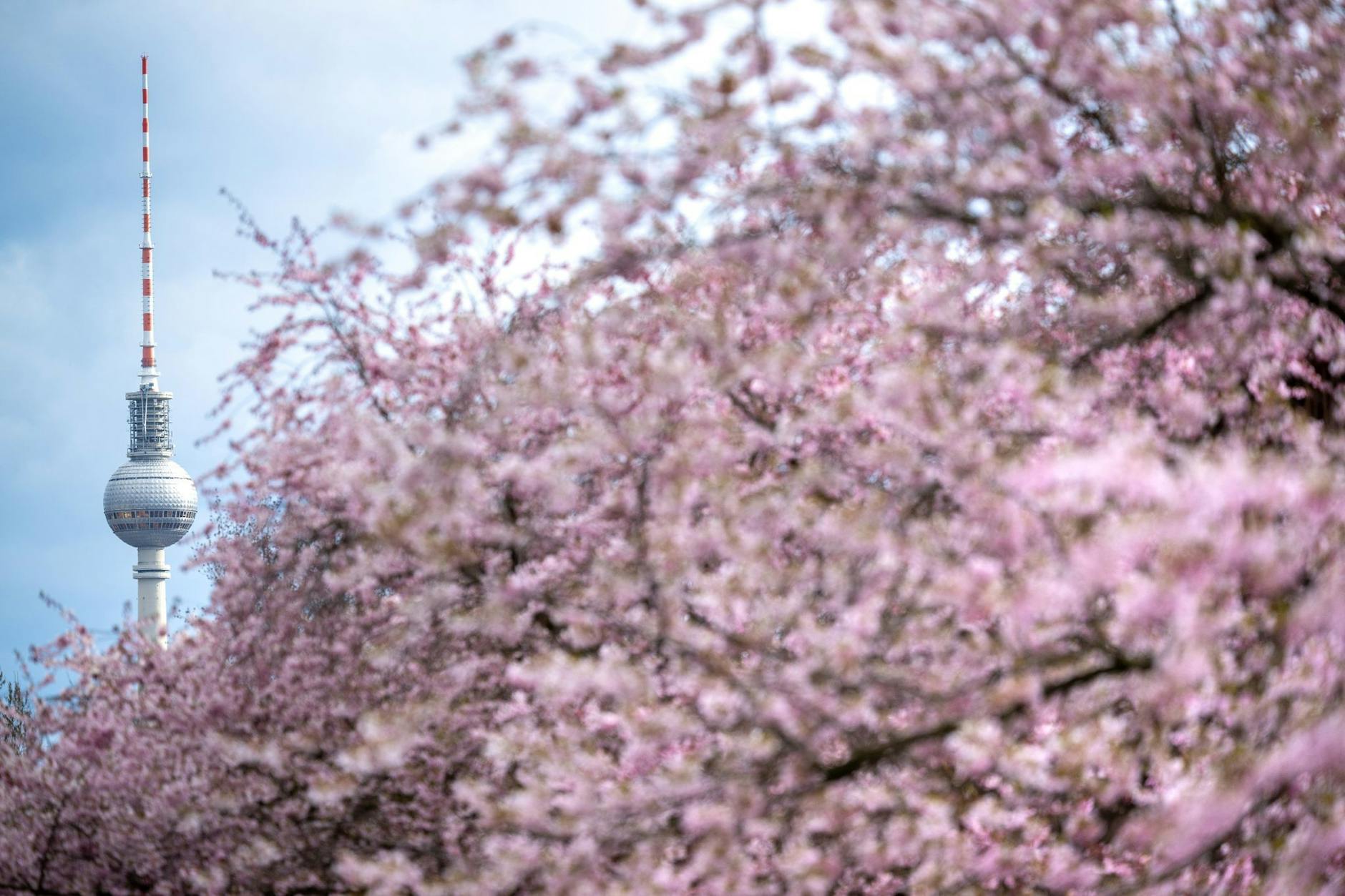 Hinter blühenden Kirschbäumen in Berlin-Prenzlauer Berg ragt der Fernsehturm empor. 