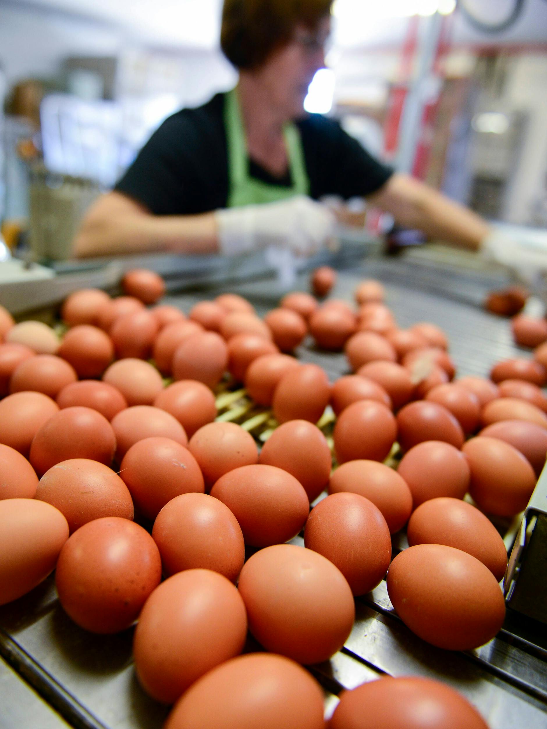 In einem Legebetrieb werden die Eier sortiert. Die Nachfrage ist vor allem kurz vor Ostern hoch.