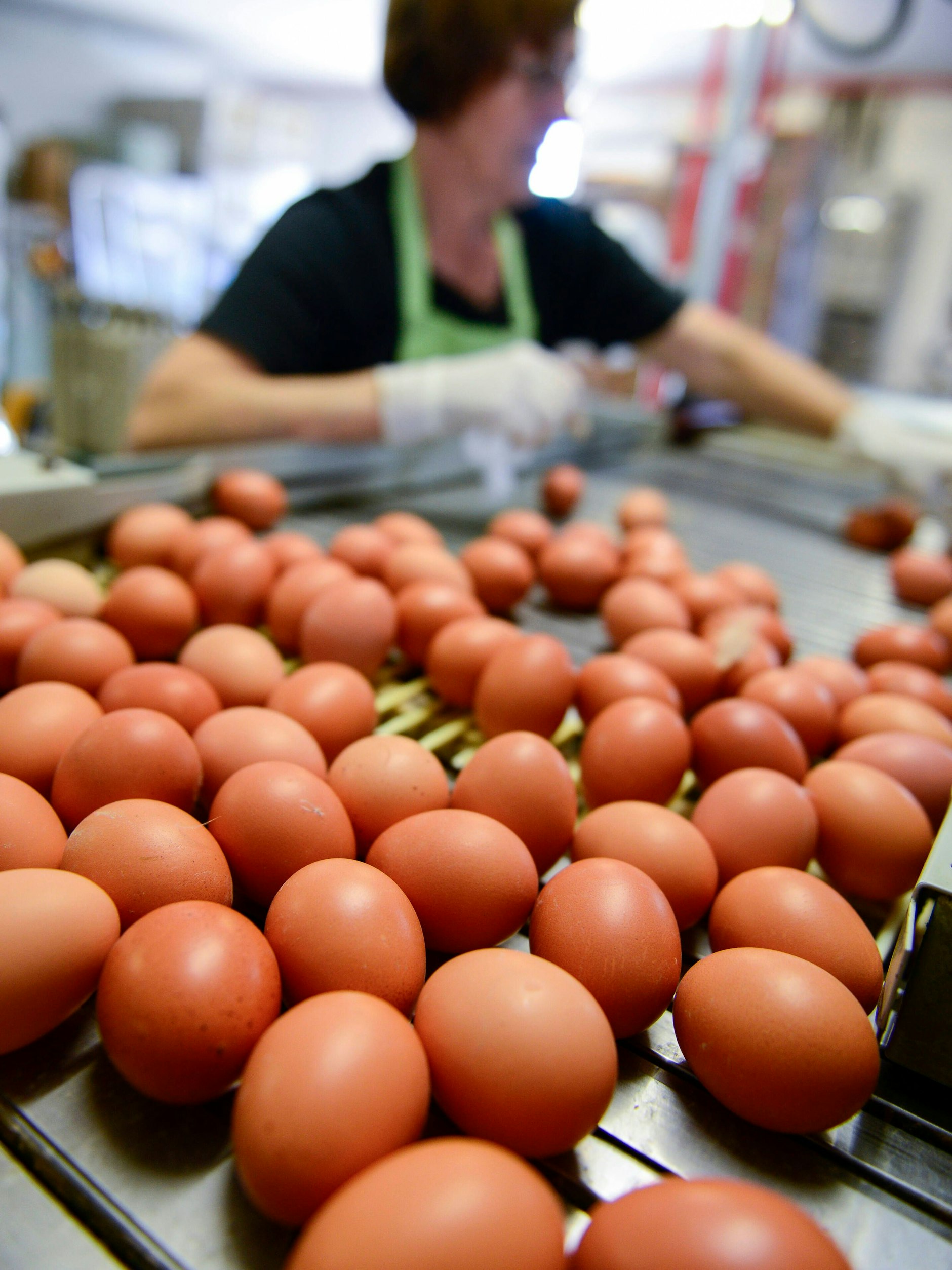 In einem Legebetrieb werden die Eier sortiert. Die Nachfrage ist vor allem kurz vor Ostern hoch.