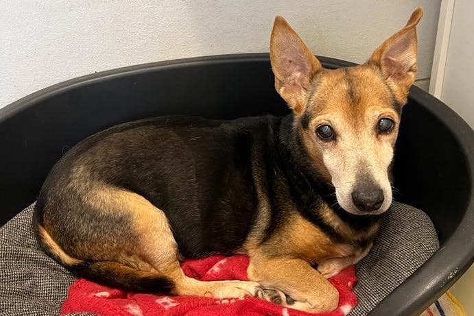 Der kleine Elvis wartet im Tierheim Berlin sehnsüchtig auf ein neues Zuhause.