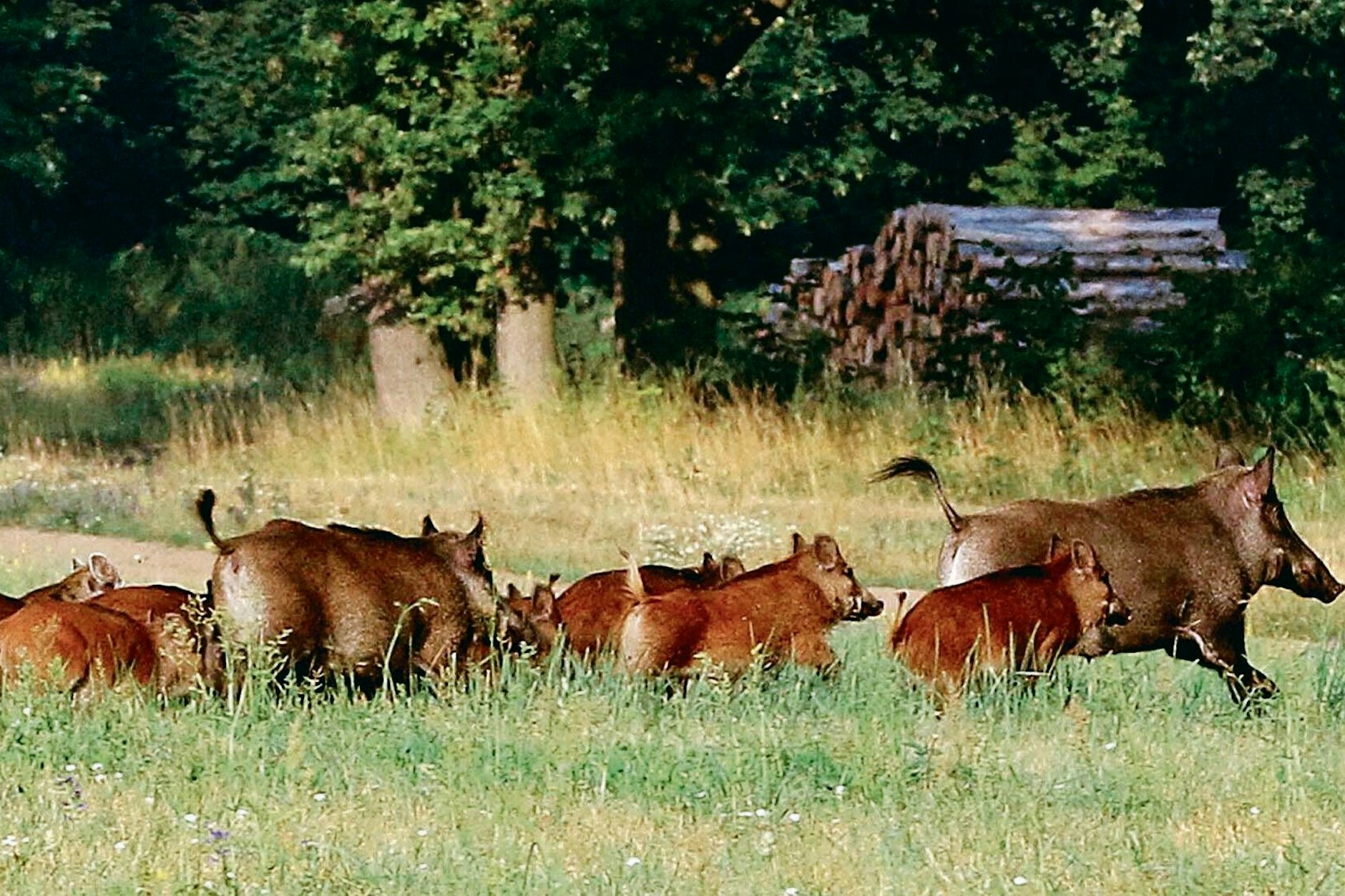 Auch in Berlin und rings um die Stadt gibt es in den Wäldern viele Wildschweine.