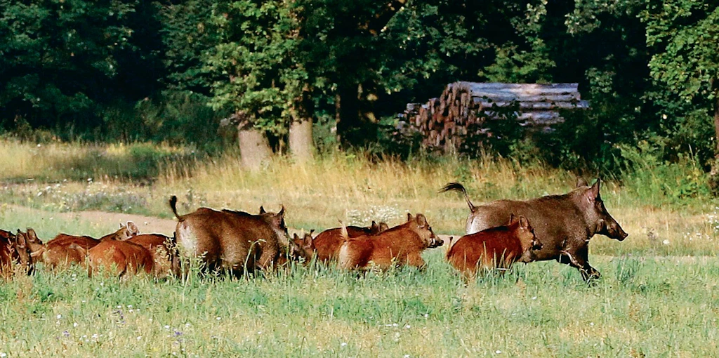 Schwein gehabt! Der Vormarsch der Afrikanischen Schweinepest in Richtung Berlin ist gestoppt