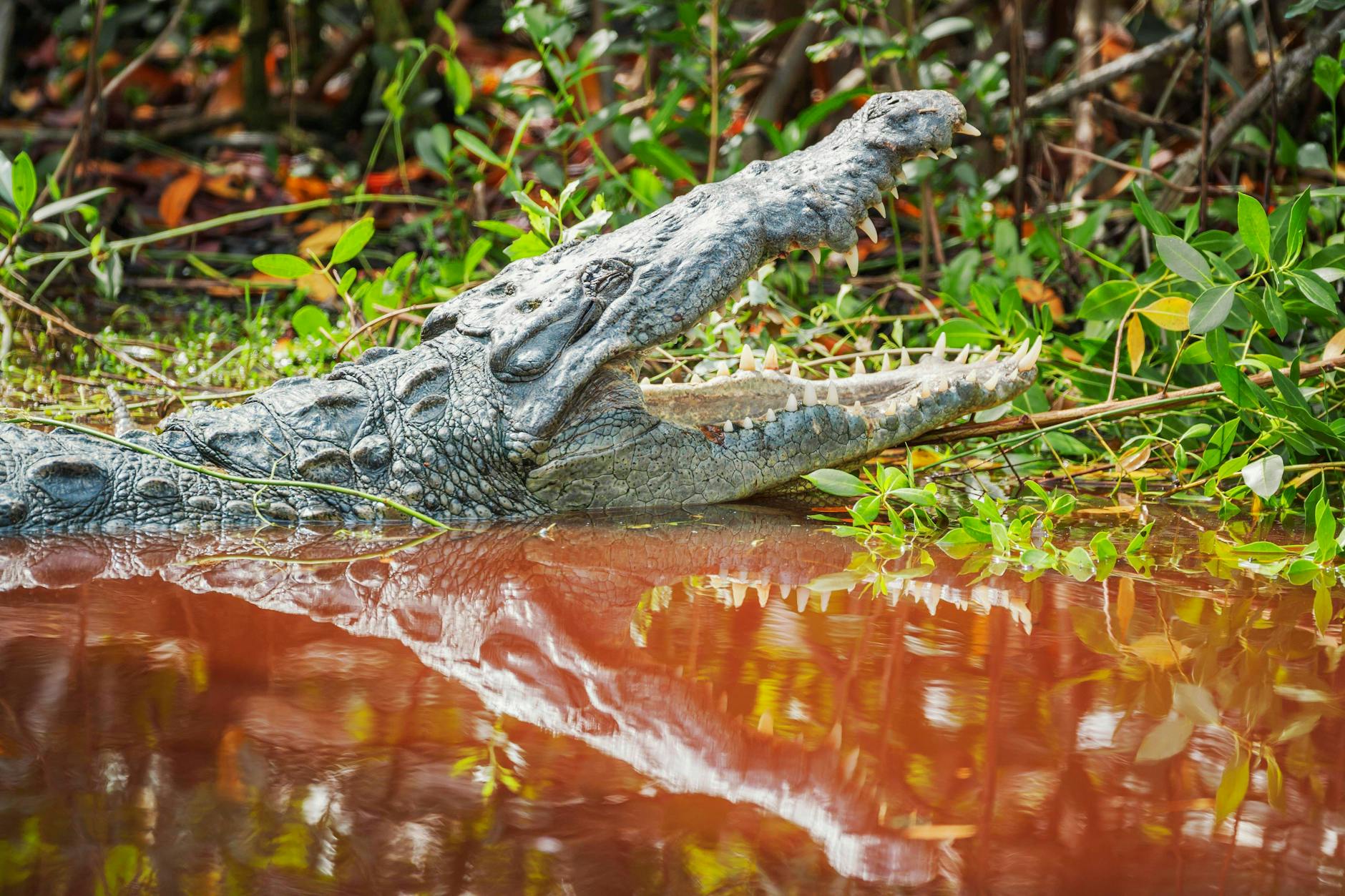 Ein Alligator hatte in Florida eine Kinderleiche im Maul.