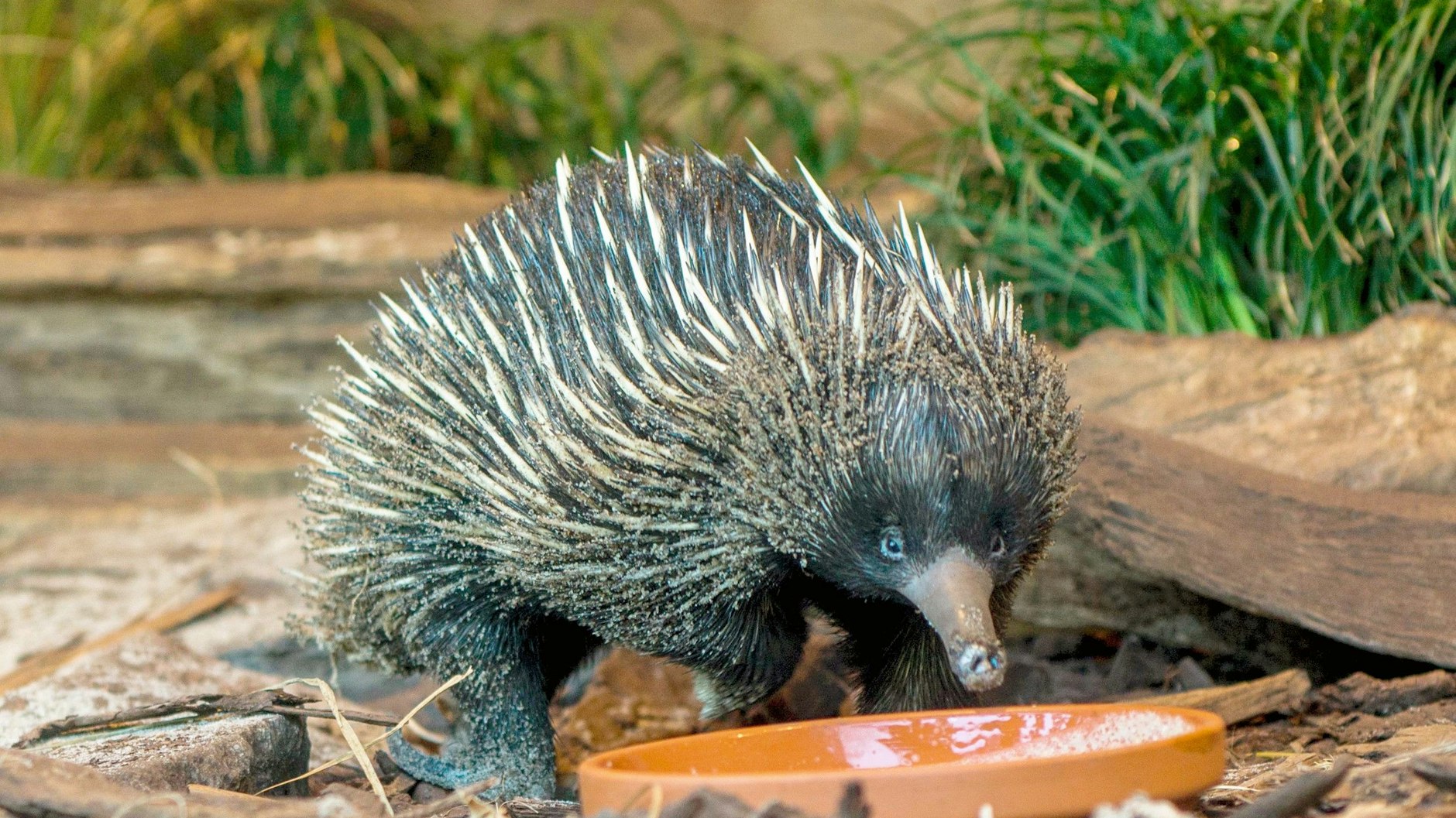 Einer der Kurzschnabeligel des Tierparks. Das Weibchen säugt den Nachwuchs, bis er etwa sieben Monate alt ist.