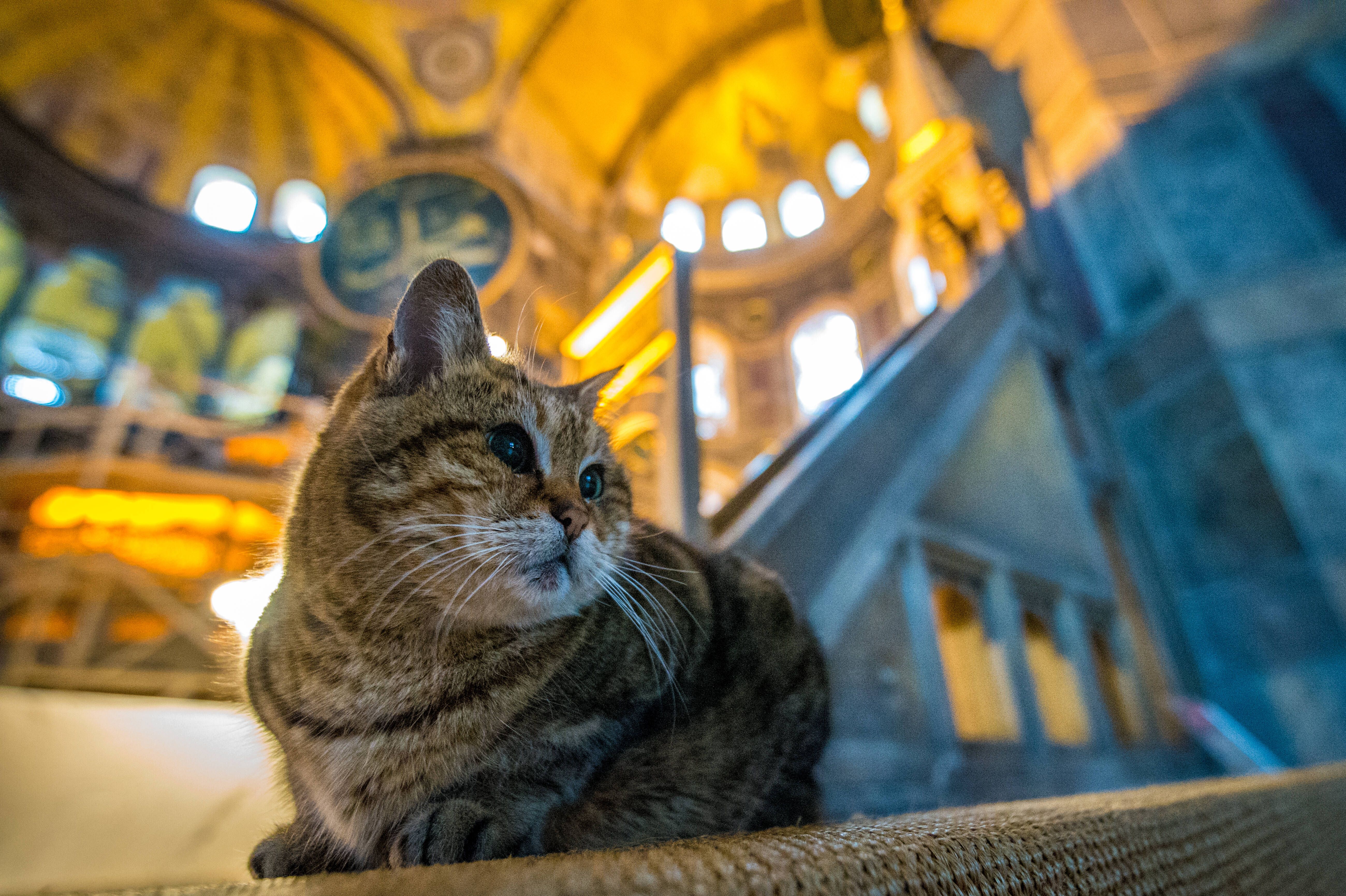 Image - Katze springt bei Ramadan-Gebet auf Imam – SO reagiert er!
