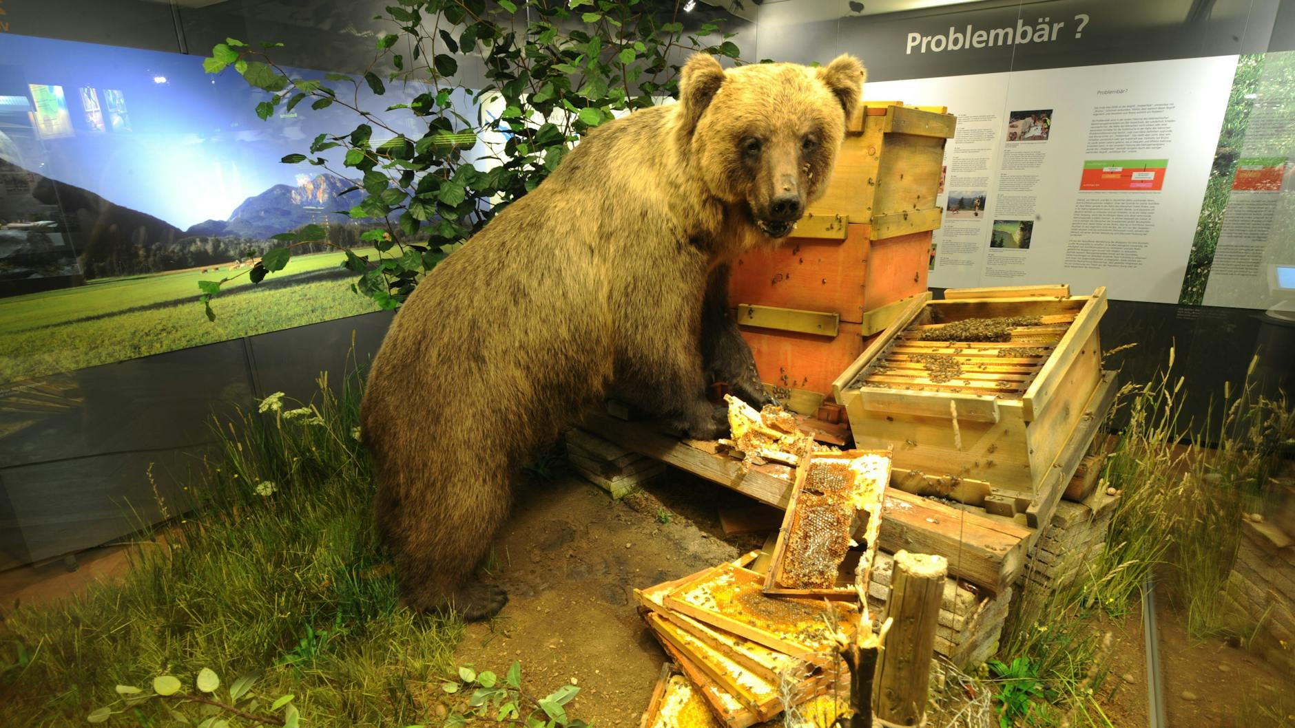 Der ausgestopfte Braunbär „Bruno“ endete im <em>Museum Mensch und Natur</em> in München. Er war der erste Bär in Freiheit, der nach 171 Jahren wieder seine Tatzen auf deutschen Boden setzte. 