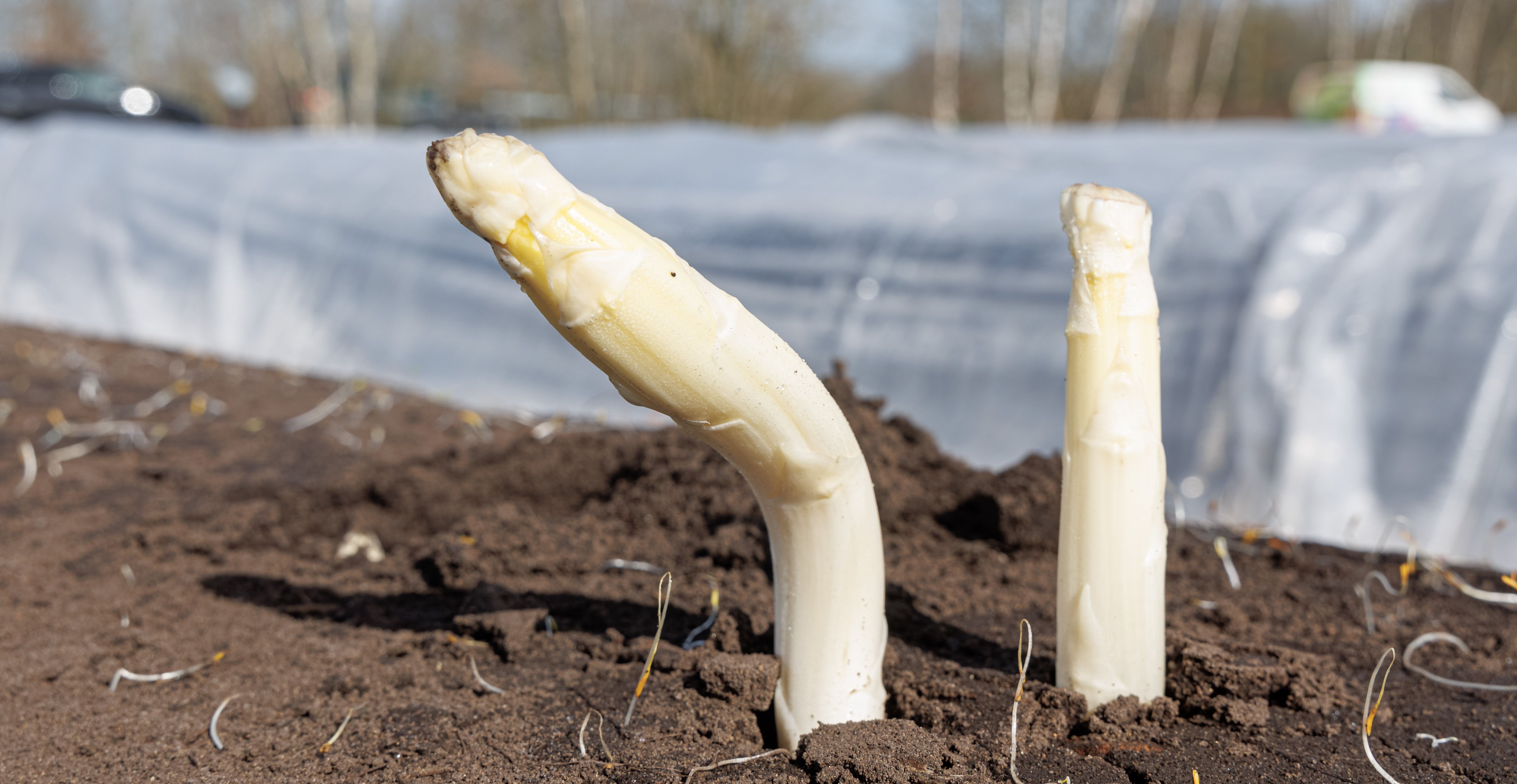 Riesen-Überraschung: So teuer wird Spargel 2023 tatsächlich!