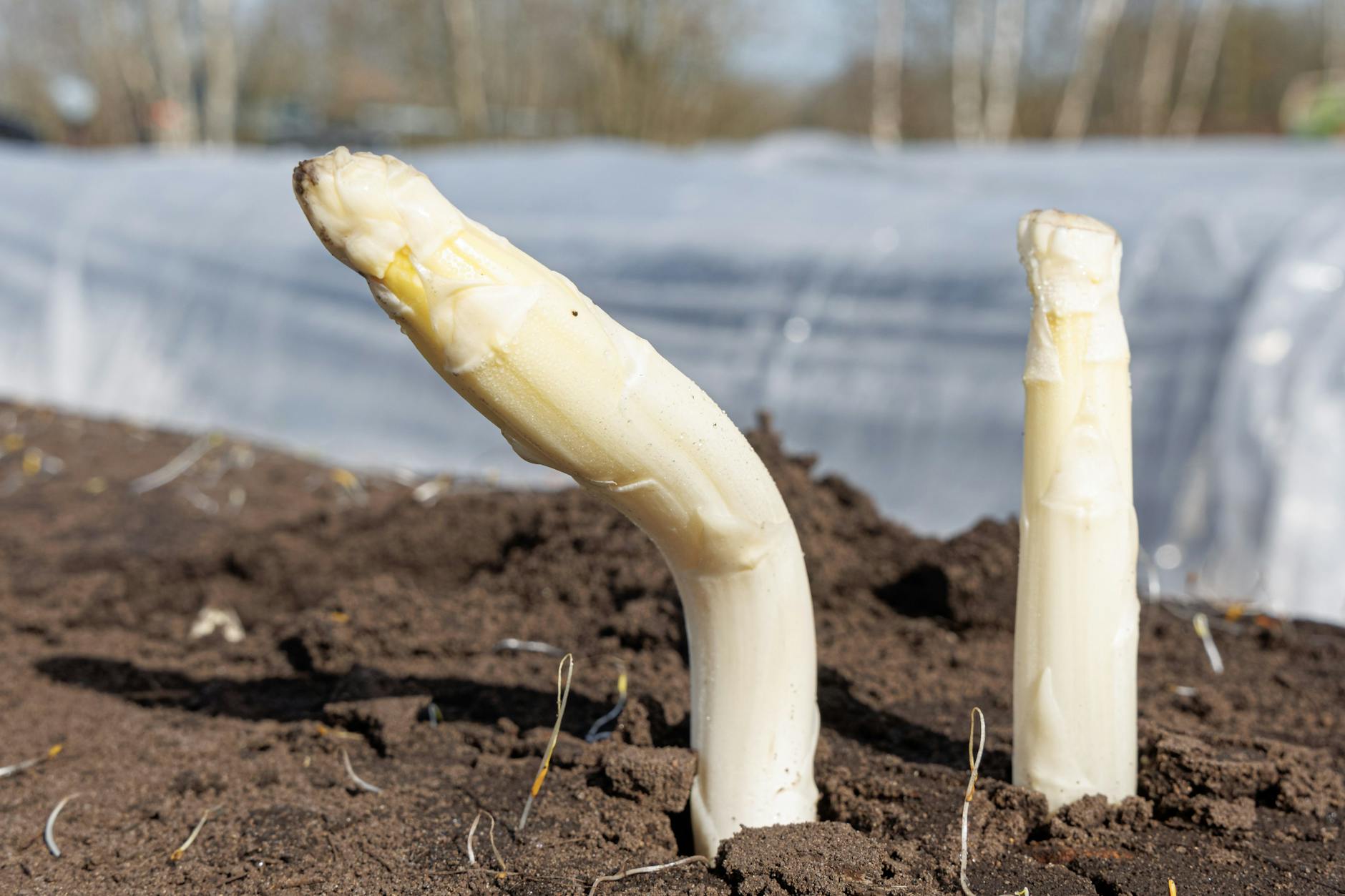 Spargel-Anstich pünktlich zu den Ostertagen 2023!