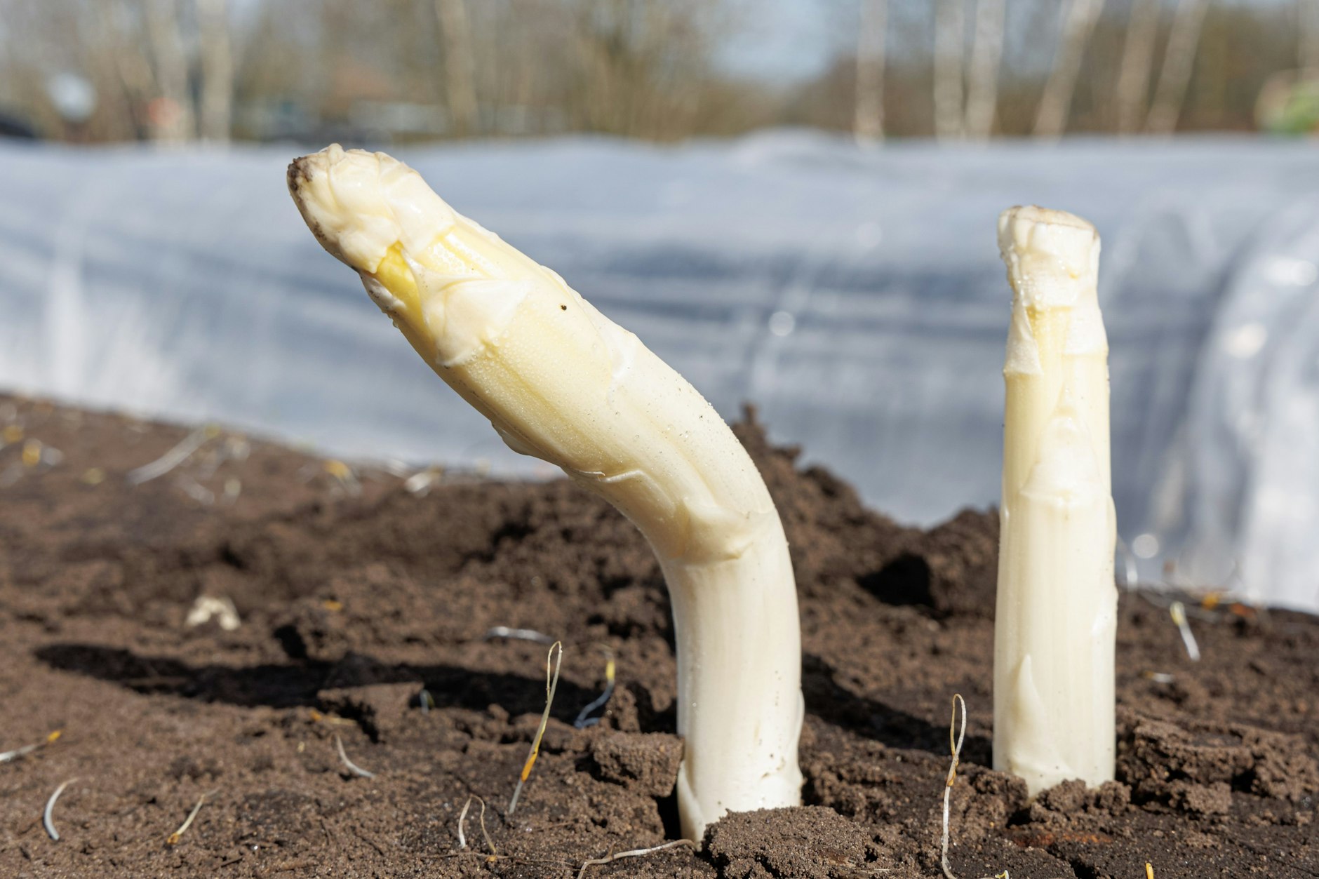 Spargel-Anstich pünktlich zu den Ostertagen 2023!