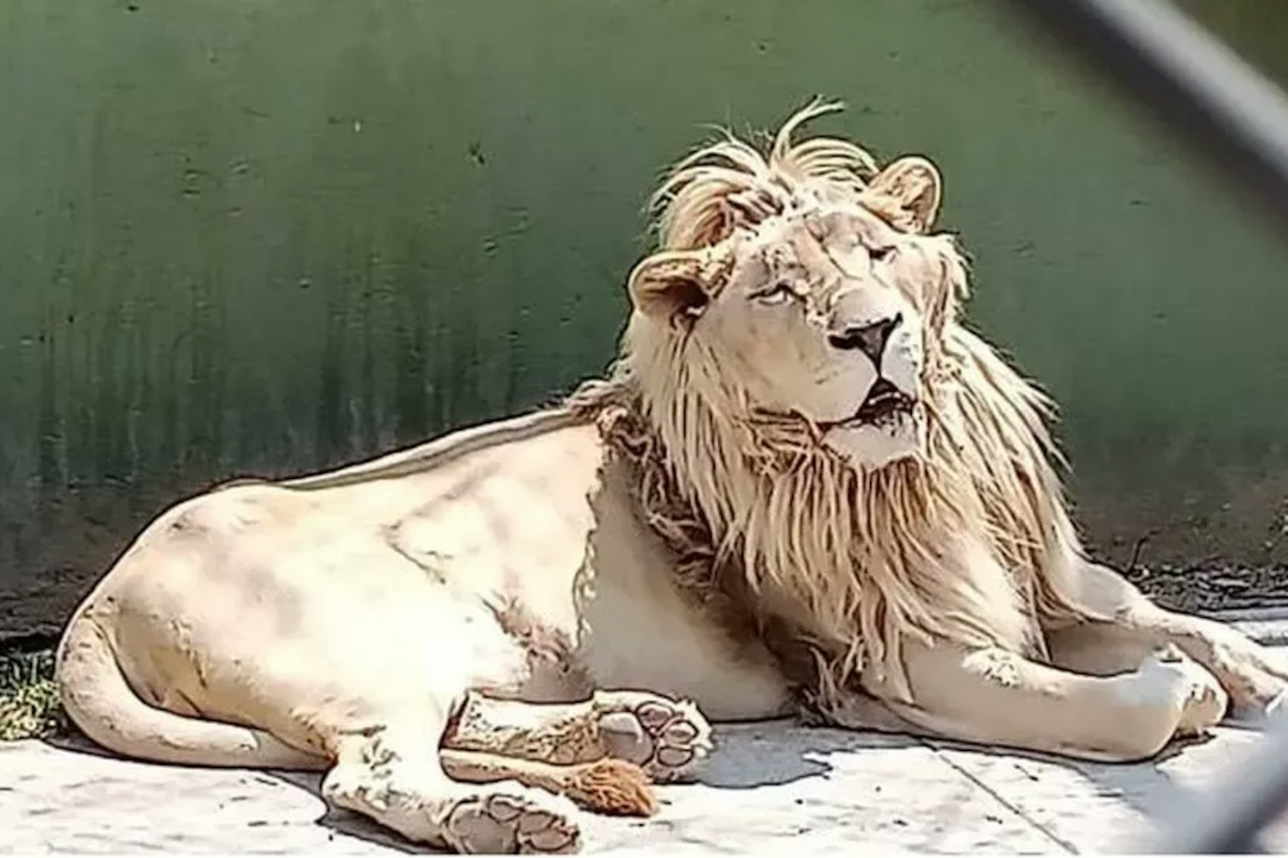 Ein Löwe wurde in Mexiko beschlagnahmt.