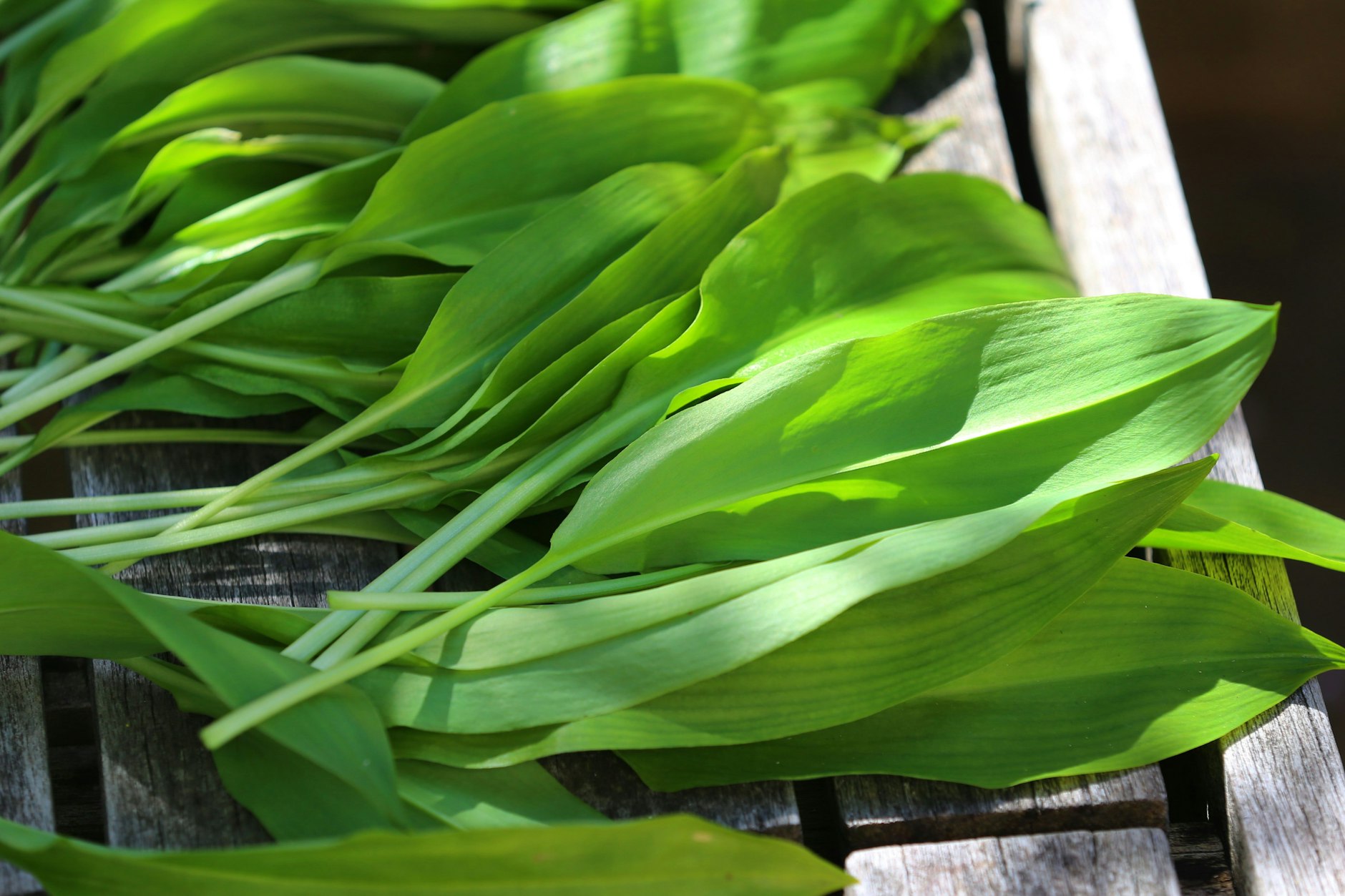 Bärlauch ist auch als Waldknoblauch bekannt. Doch: Im Wald oder auf Wiesen wachsen auch Pflanzen, die ihm zum Verwechseln ähnlich sind.