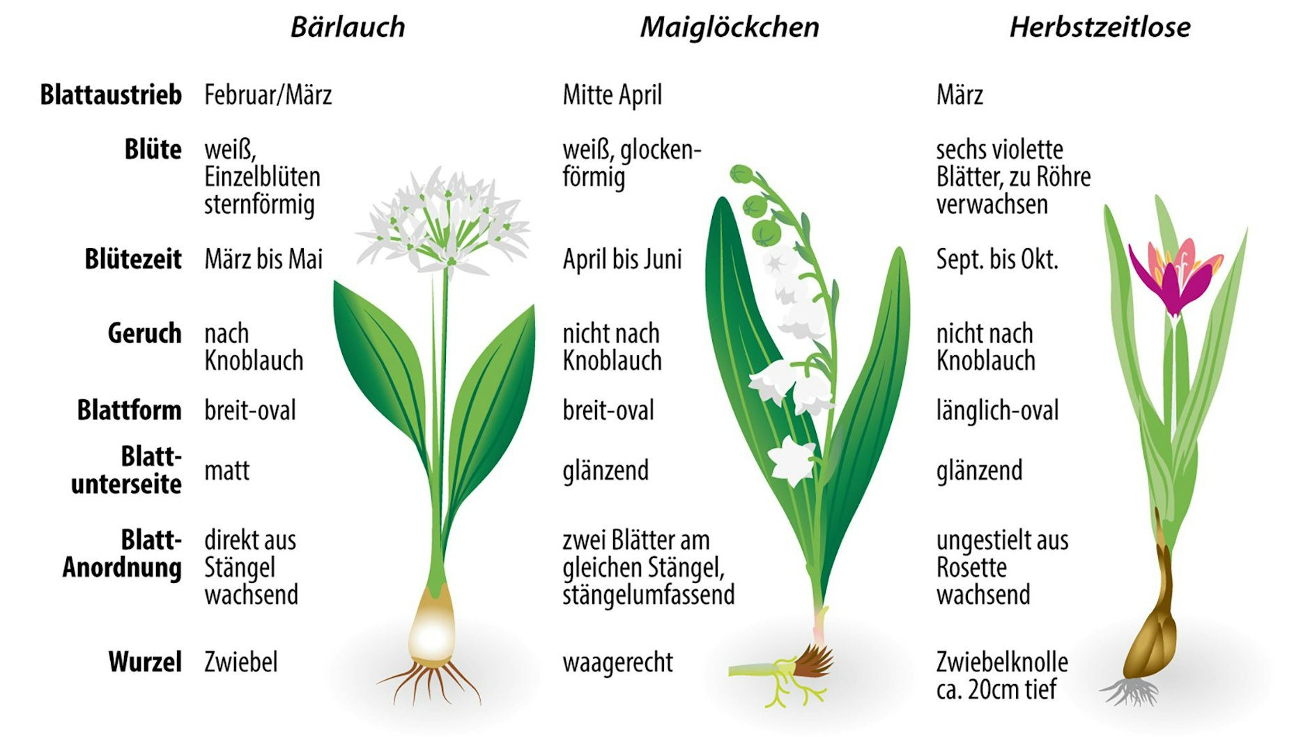 Die Unterscheidungsmerkmale von Bärlauch, Maiglöckchen und Herbstzeitlosen auf einen Blick