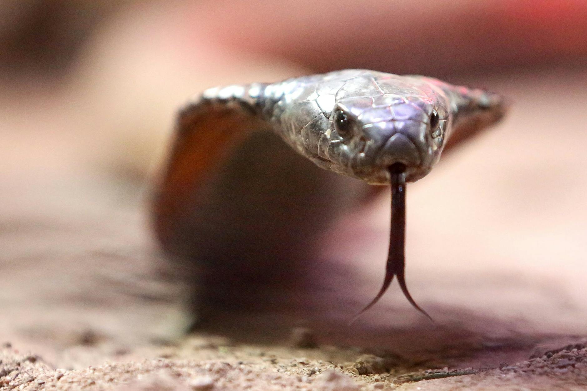 Das Gift einer Kobra kann einen Menschen töten.