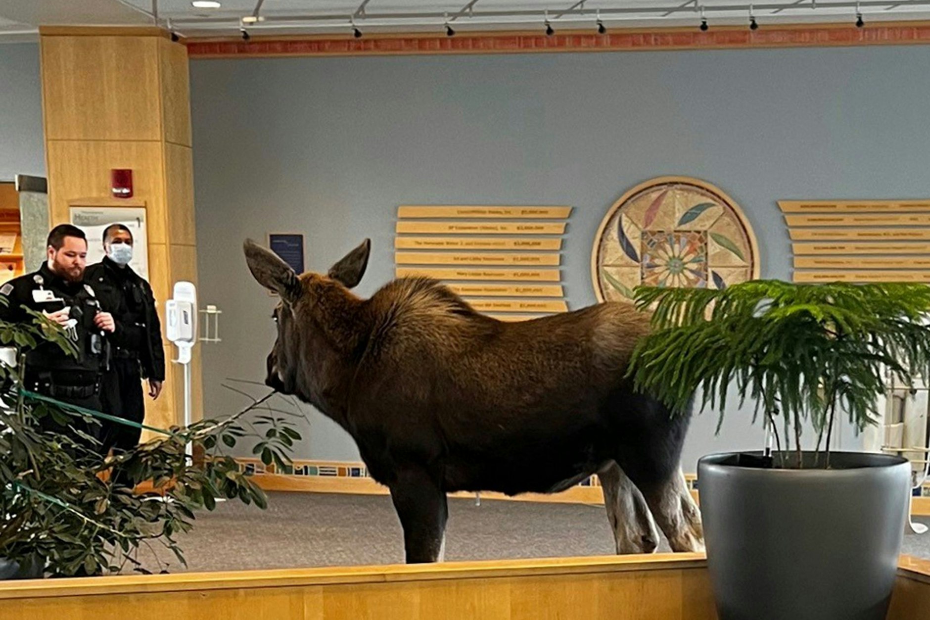 Ein junger Elch steht in einem Krankenhaus in Anchorage zwei Sicherheitsmänner gegenüber.