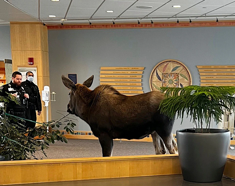 Ein junger Elch steht in einem Krankenhaus in Anchorage zwei Sicherheitsmänner gegenüber.