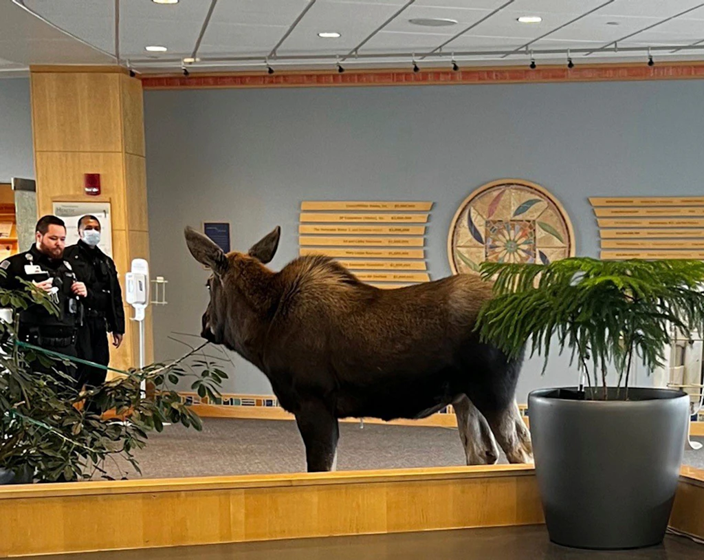 Ohne Termin: Elch steht plötzlich im Krankenhaus in Alaska (Video)