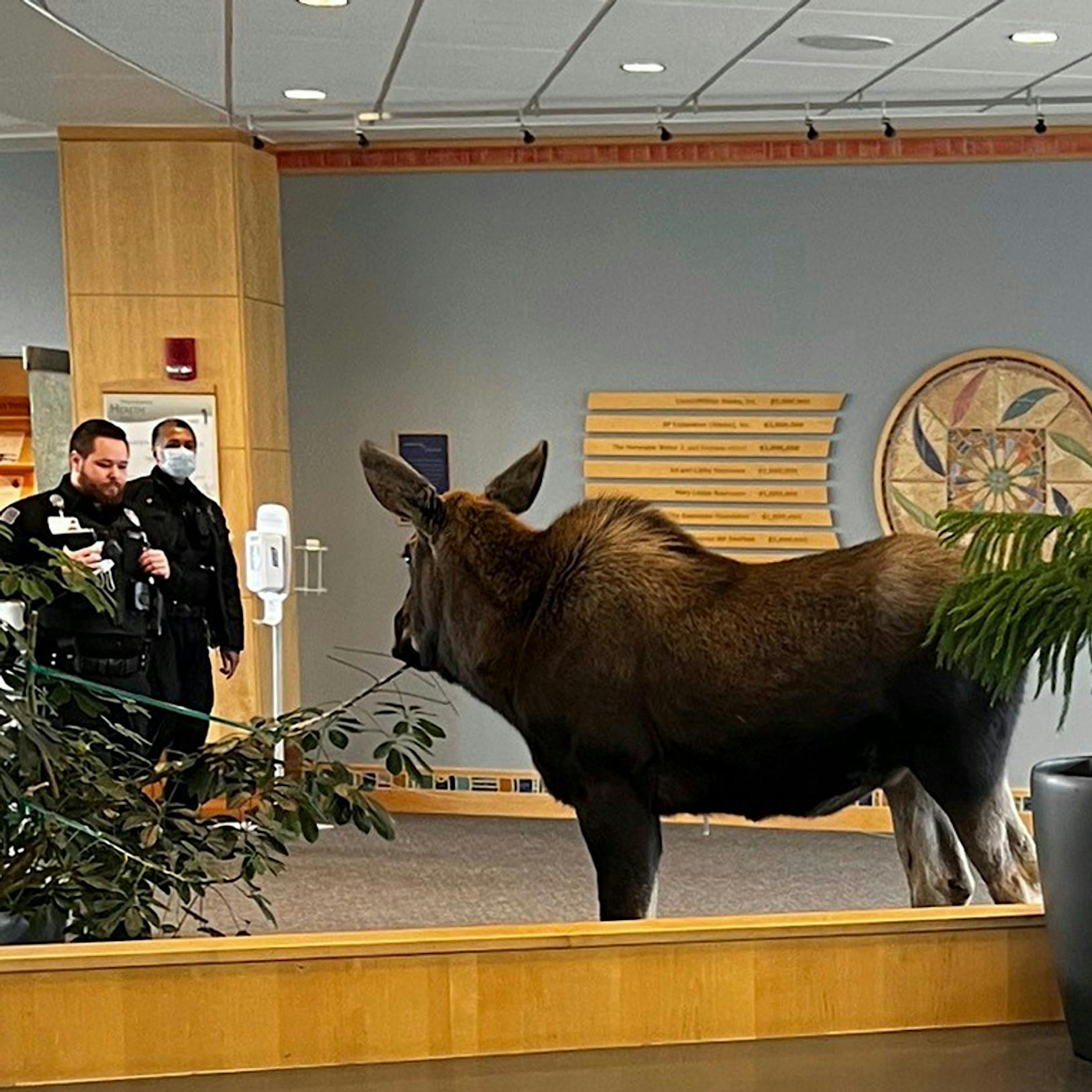 Ohne Termin: Elch steht plötzlich im Krankenhaus in Alaska (Video)