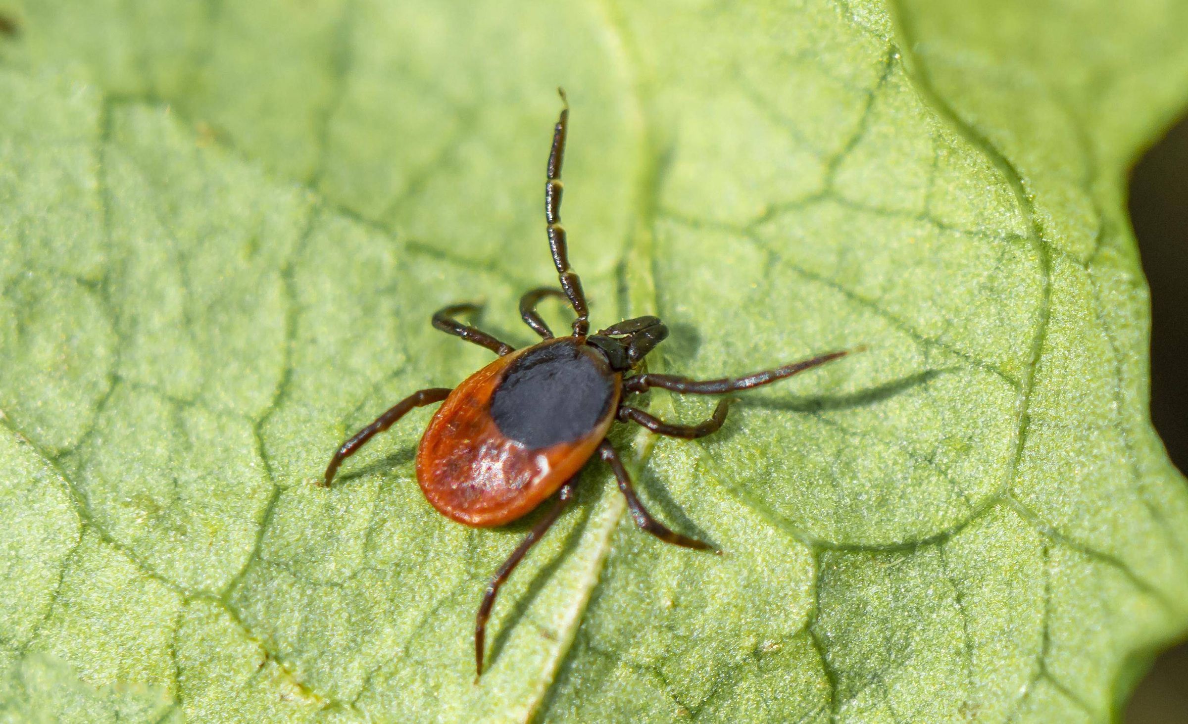 Jährliche Plage in Wald und Garten: Warum gibt es überhaupt Zecken?