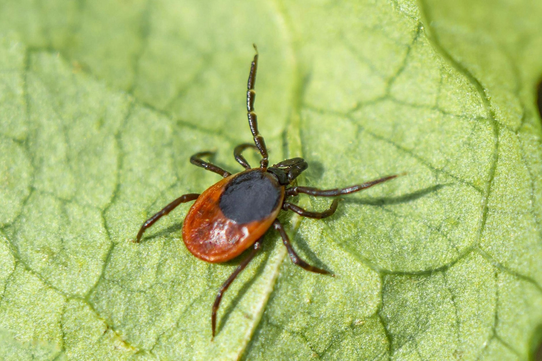 Weibliche Zecke der Art Gemeiner Holzbock <em>(Ixodes ricinus)</em>, die dem Menschen besonders gefährlich werden kann