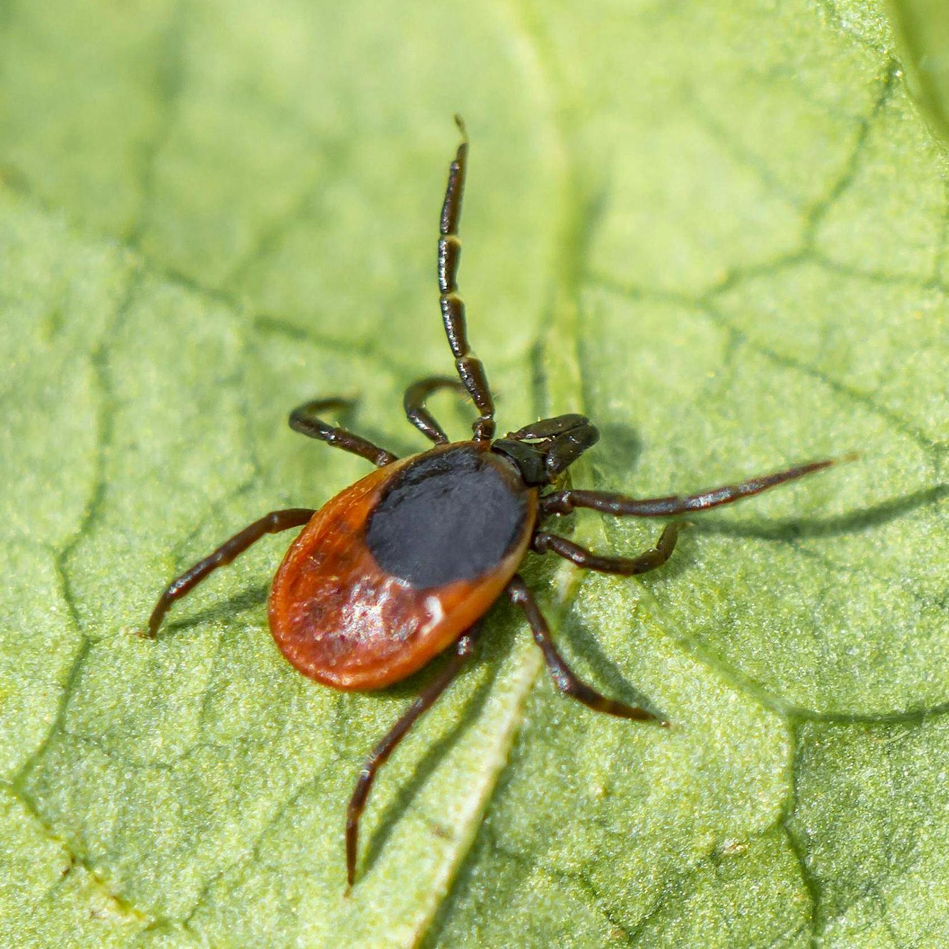Jährliche Plage in Wald und Garten: Warum gibt es überhaupt Zecken?