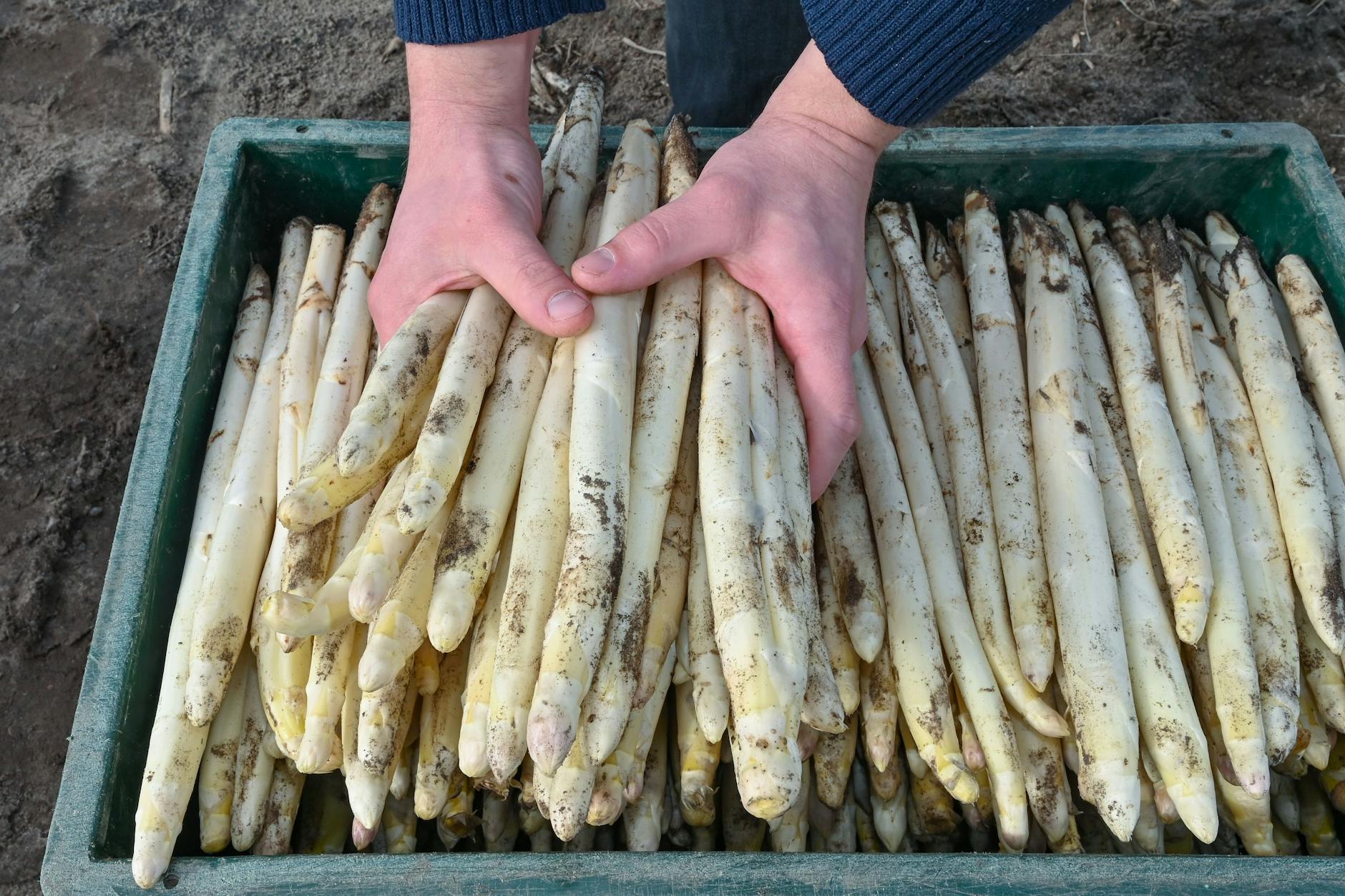 Auf einem Feld vom Spargelhof Kremmen liegen frisch gestochene Spargelstangen in einer Kiste. 