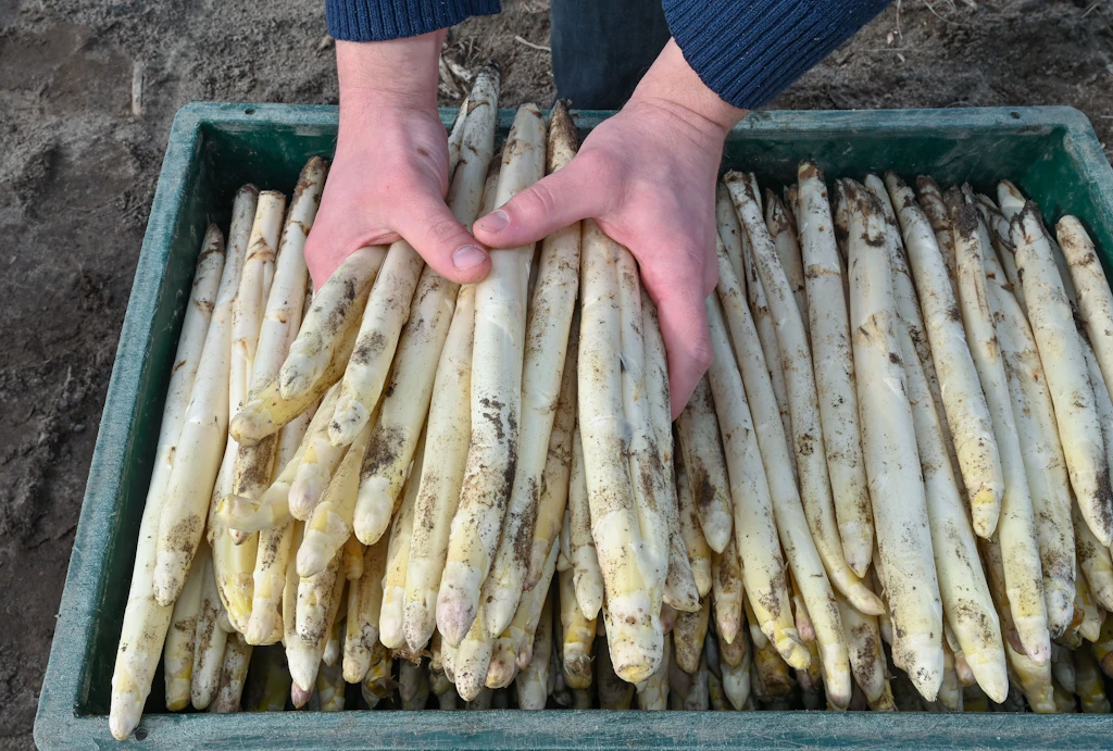 Spargel hat Verspätung: Kaum Stangen zu Ostern