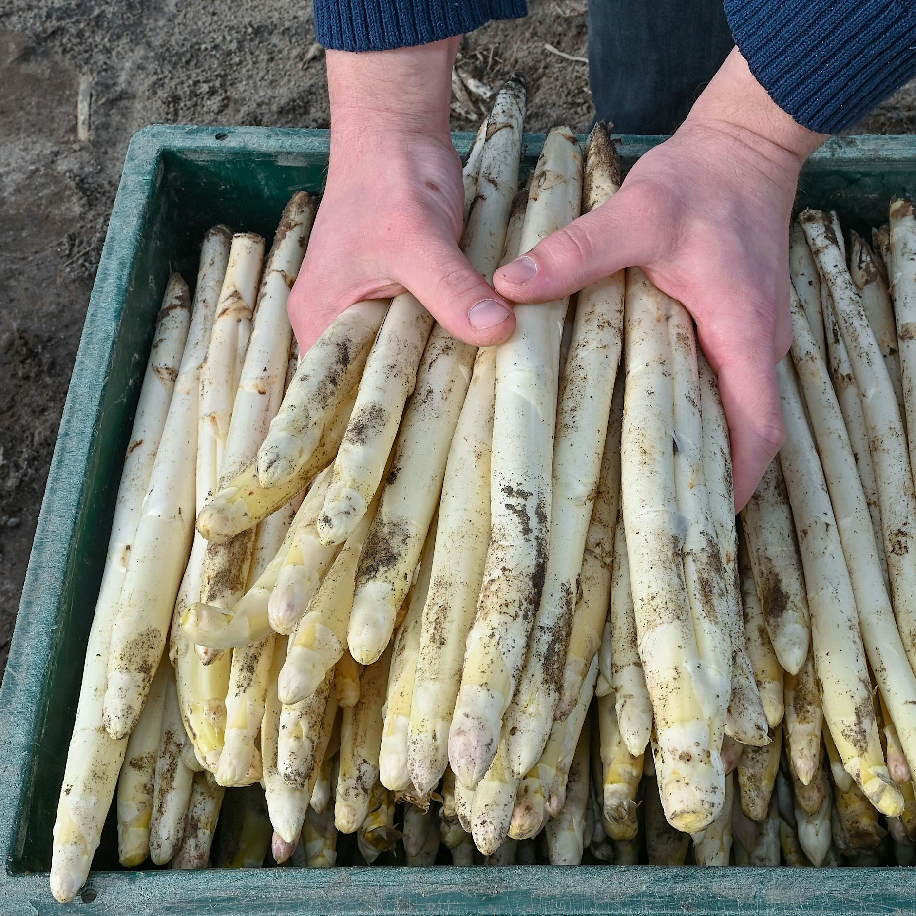 Spargel hat Verspätung: Kaum Stangen zu Ostern