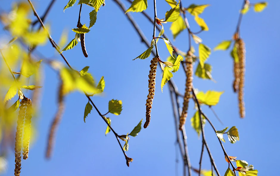 Birkenpollen hängen an einer Birke bei blauem Himmel und Sonnenschein.