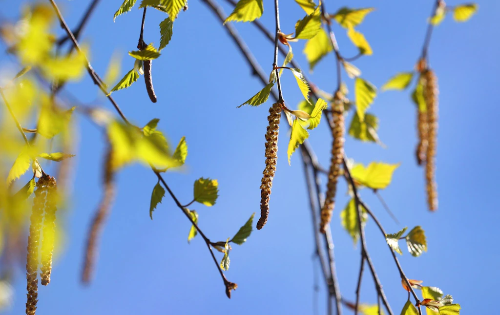 Osterspaziergang für Allergiker? Diese Pollen fliegen derzeit in Berlin