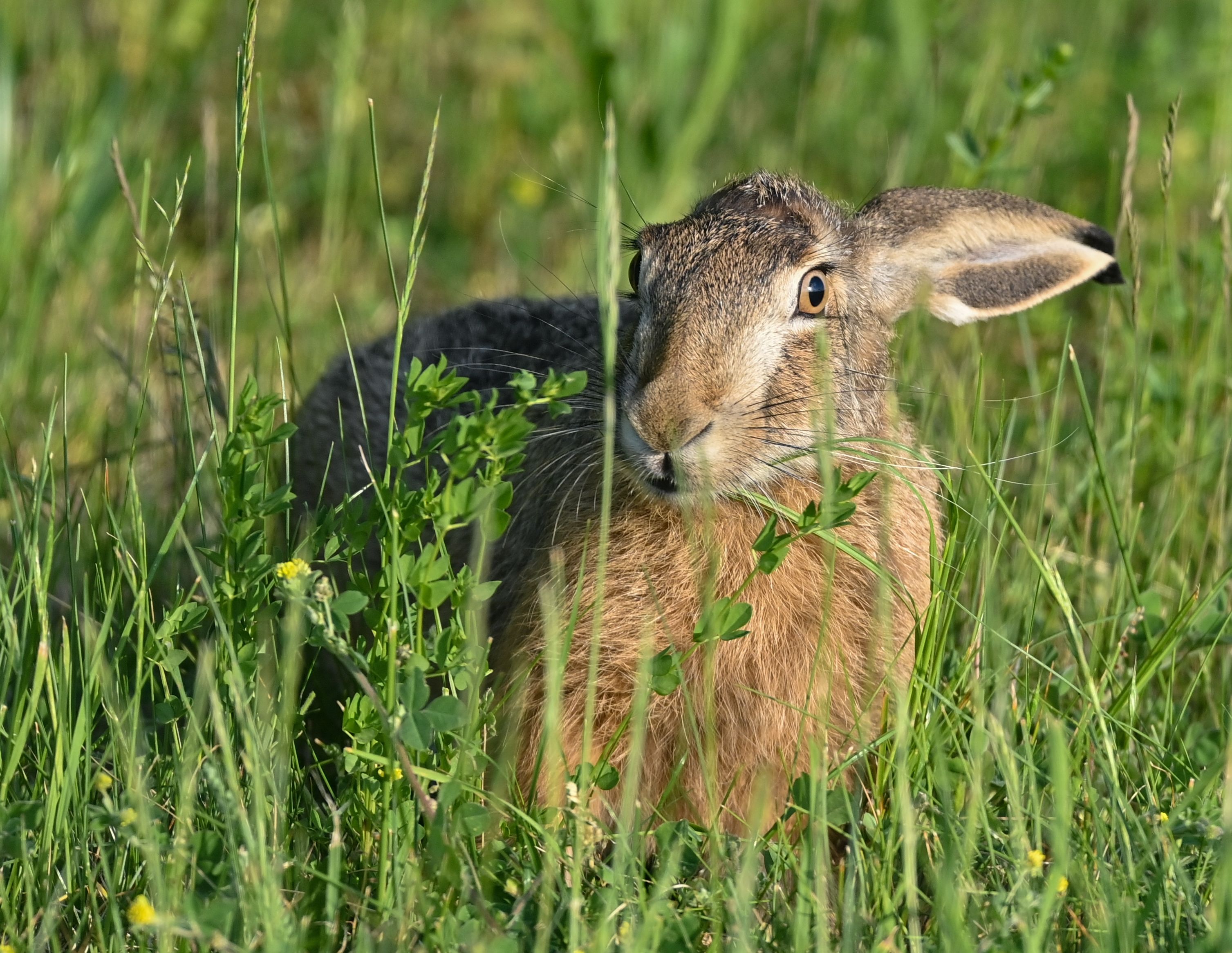 Image - Osterhasen gucken in Marzahn und Lichtenberg