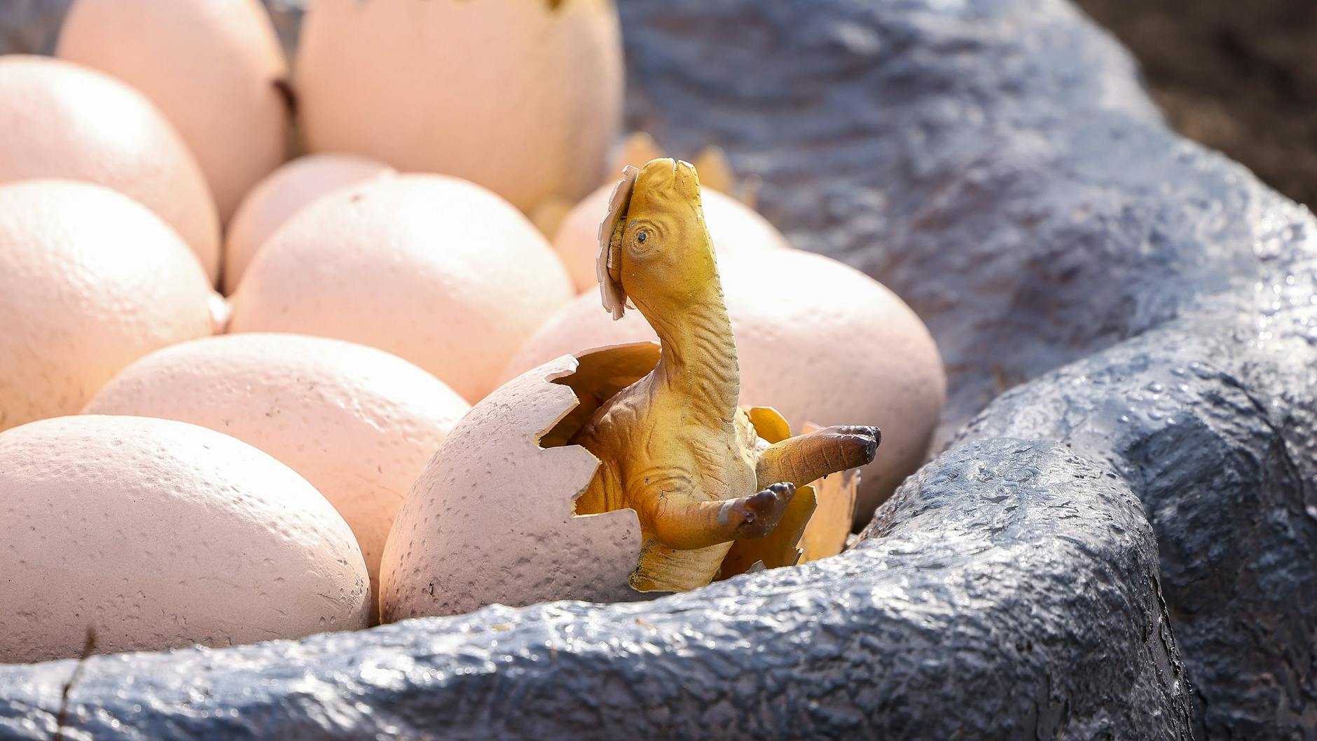 Auch Dinos schlüpfen aus dem Ei - im Tierpark Berlin wird auch das in der neuen Dino-Schau gezeigt.