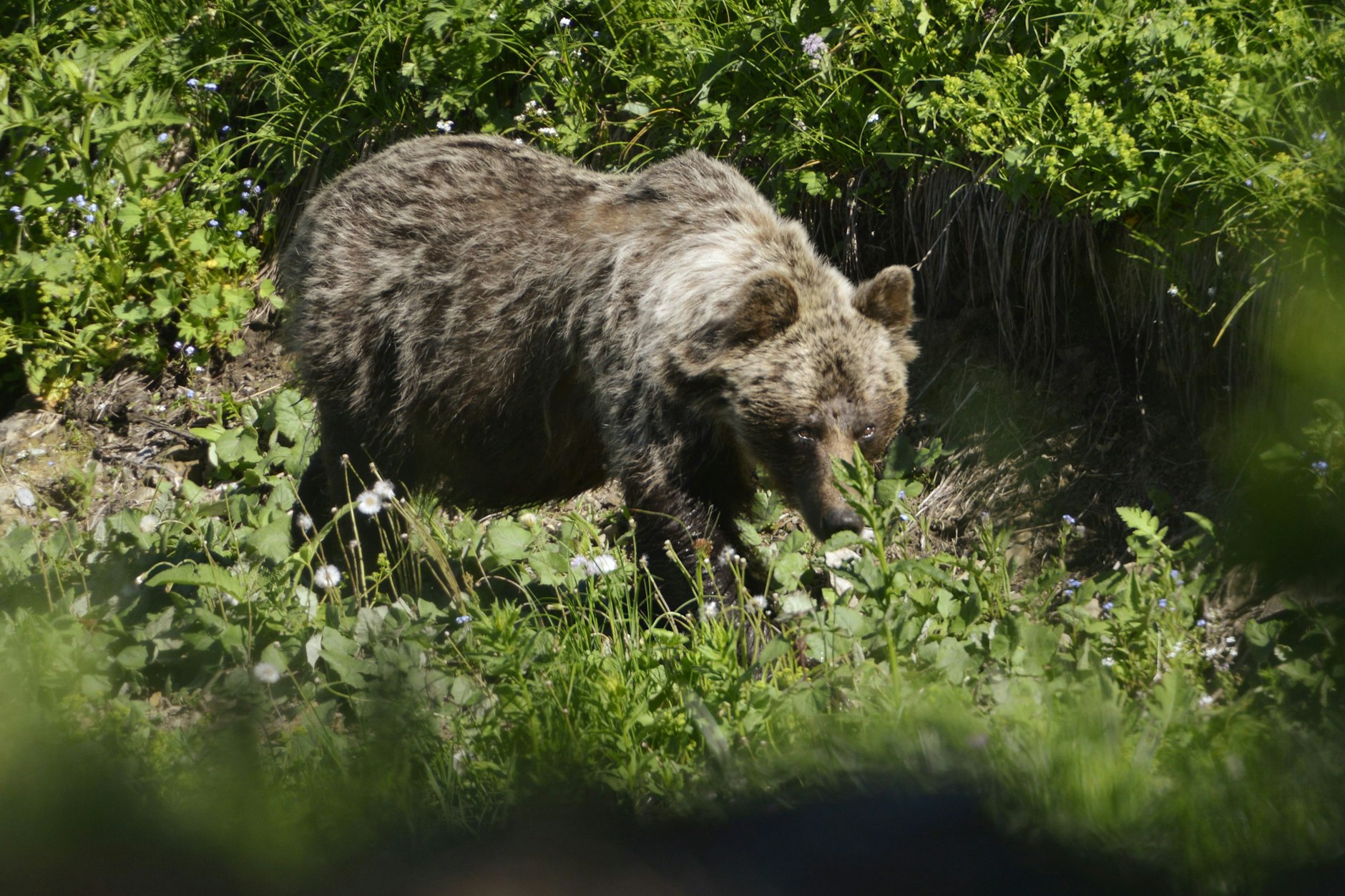 Ein Braunbär streift durch einen Wald. (Symbolfoto) 