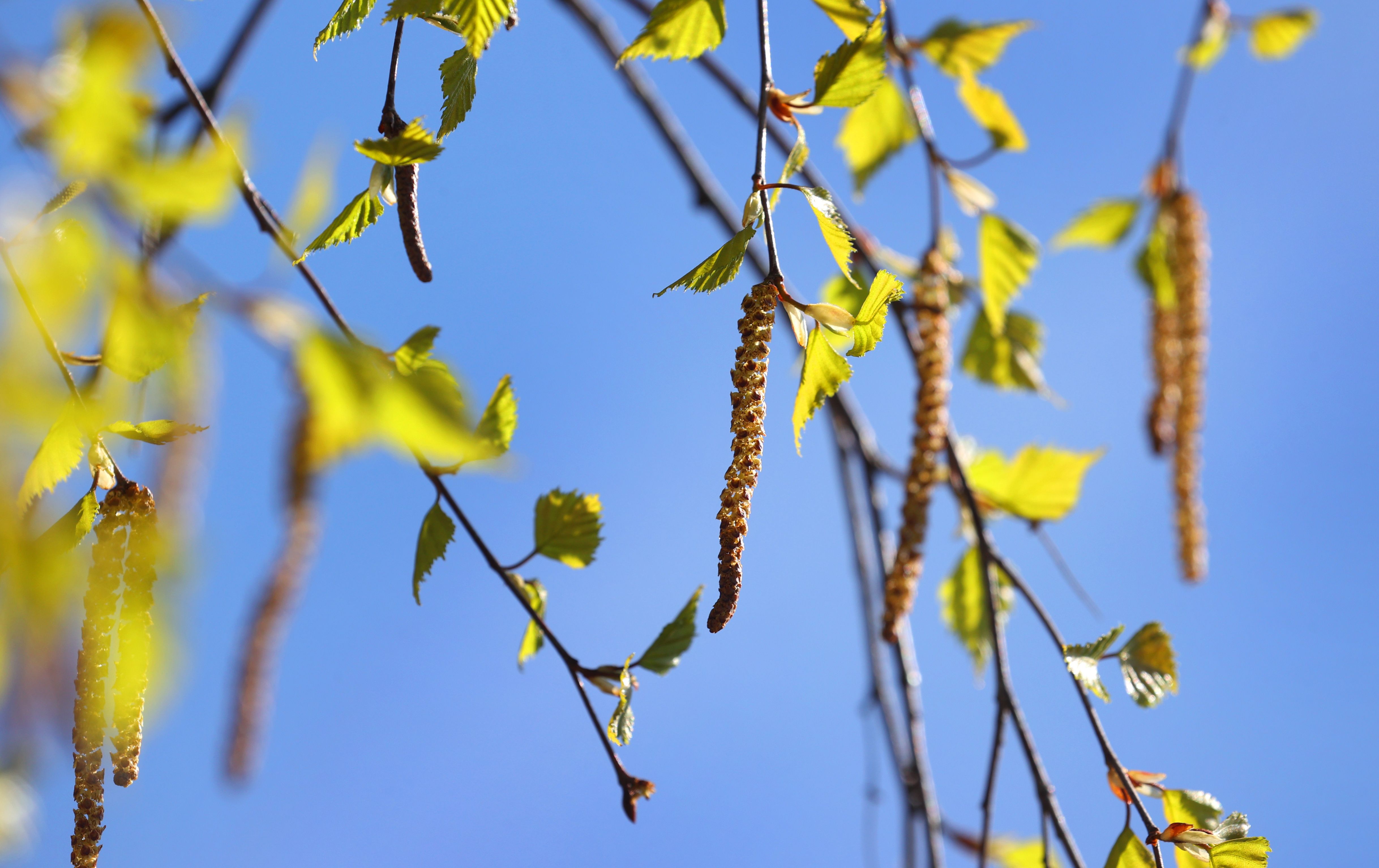 Image - Allergiker können durchatmen – bislang wenig Birken-Pollen