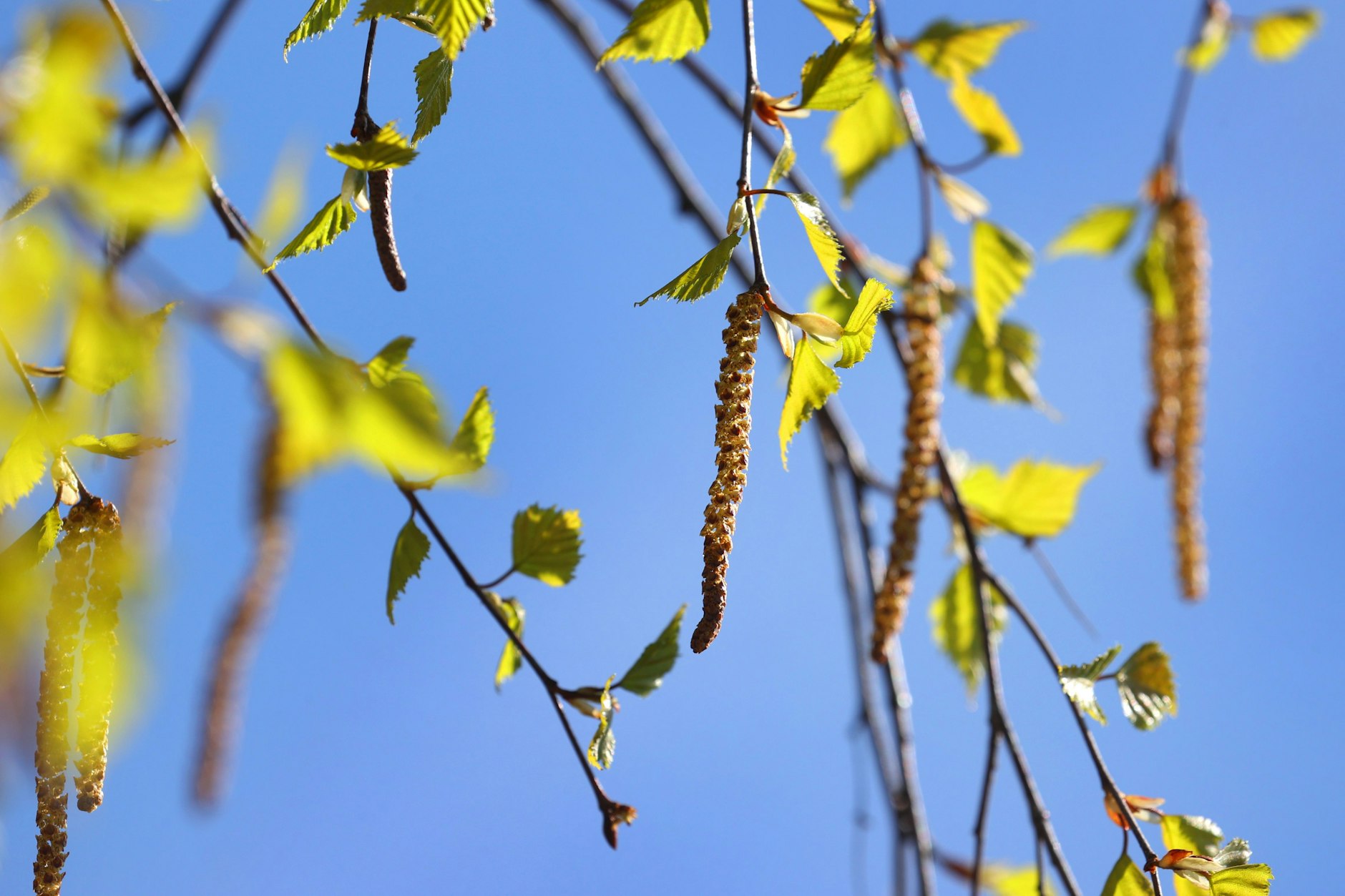 Allergiker können durchatmen – bislang wenig Birken-Pollen