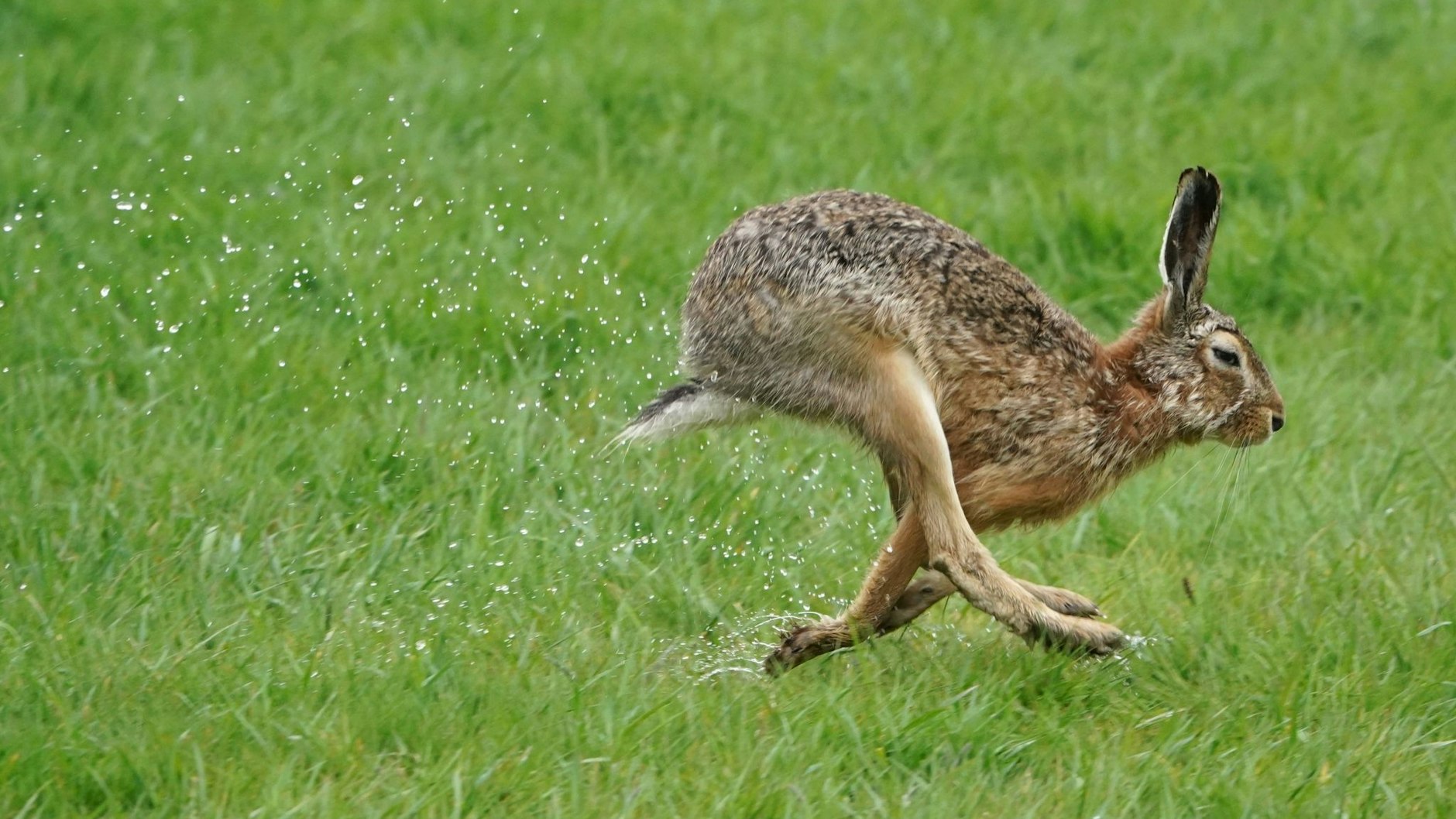 Feldhasen haben deutlich längere Ohren als Wildkaninchen.&nbsp;