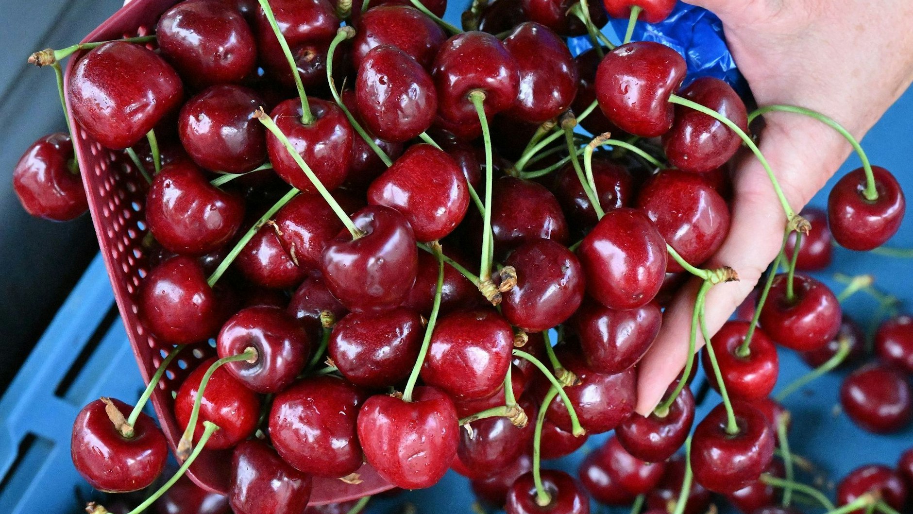 Kirschen können das Abnehmen unterstützen.