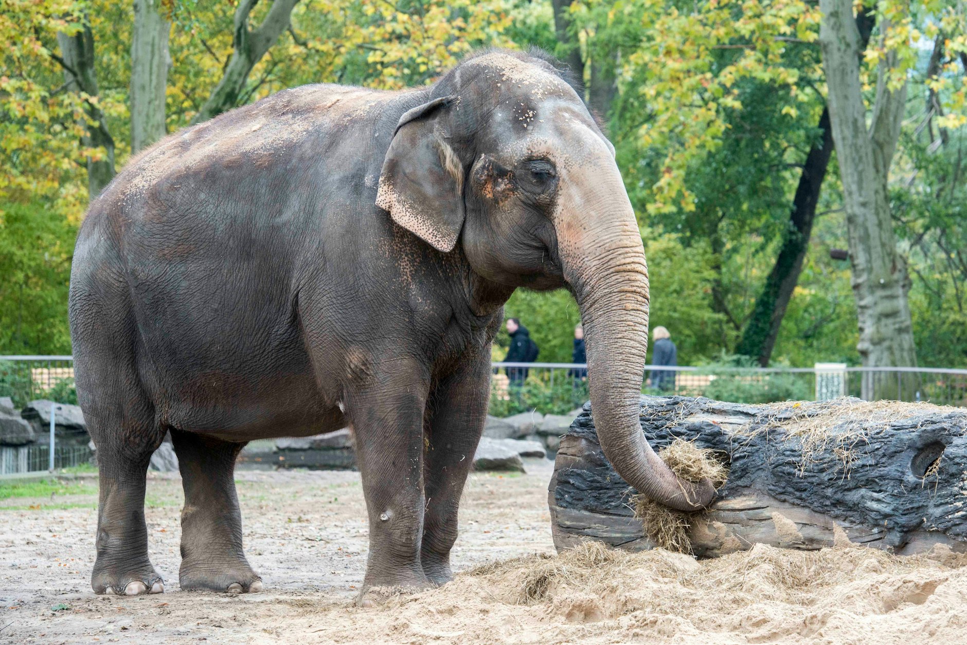 Elefantenkuh Pang Pha im Berliner Zoo