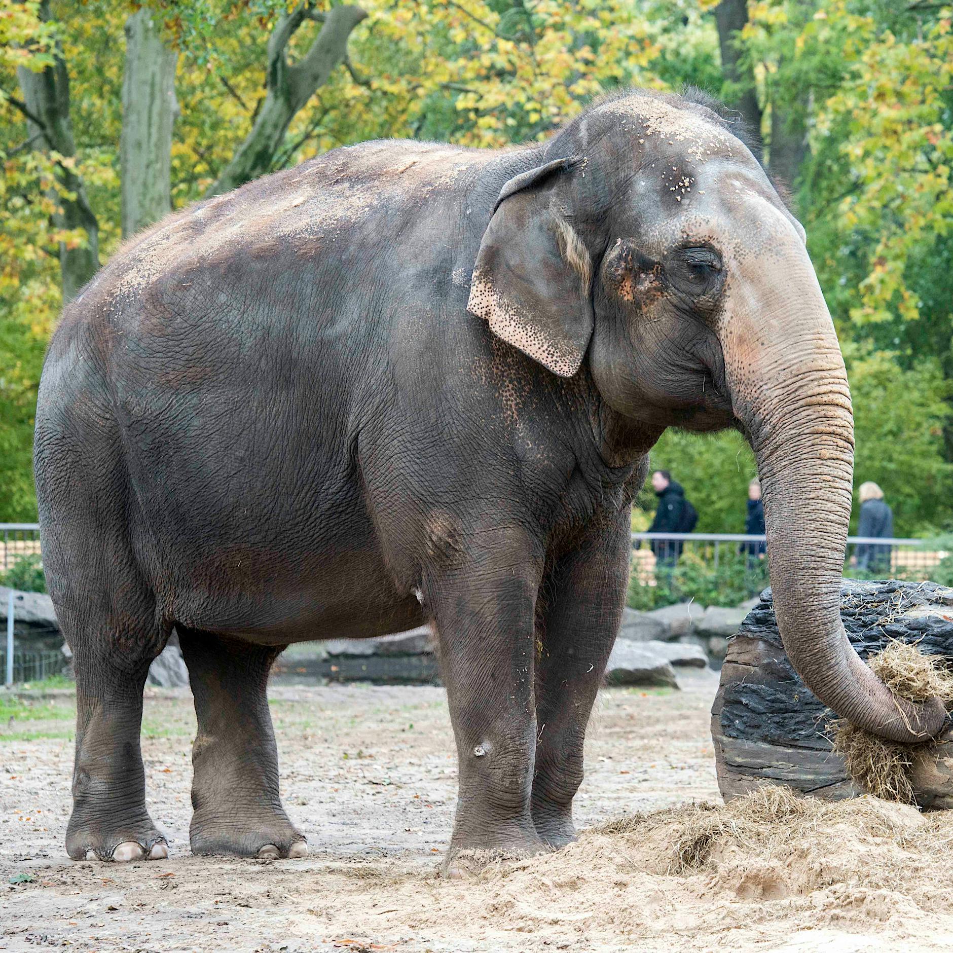 Video: Berliner Elefant schält Banane mit Rüssel – Forscher begeistert