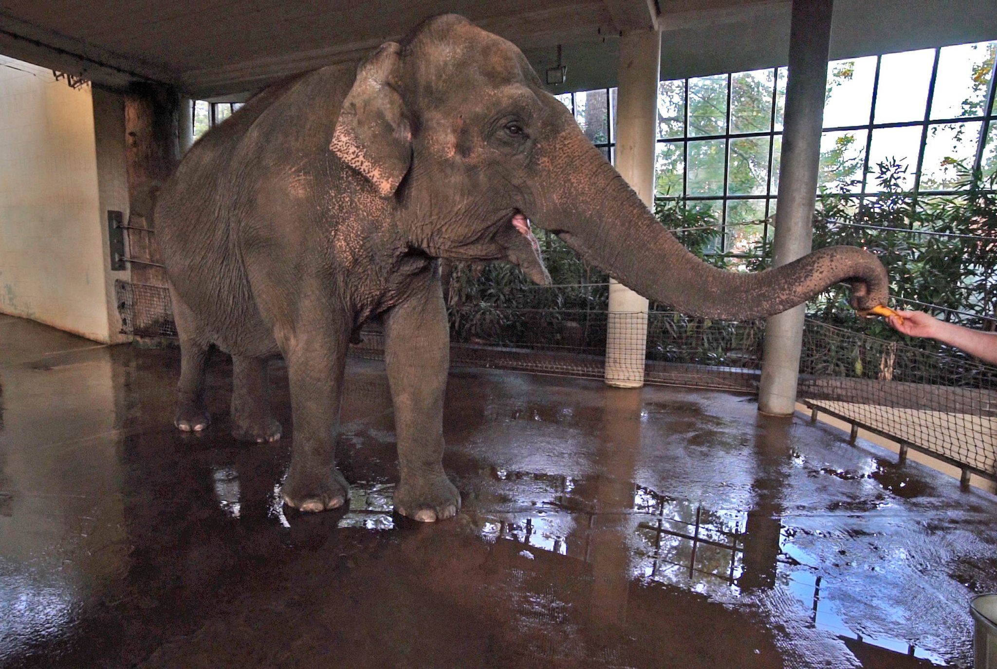 Was Elefantenkuh Pang Pha mit einer Banane macht, ist irre!