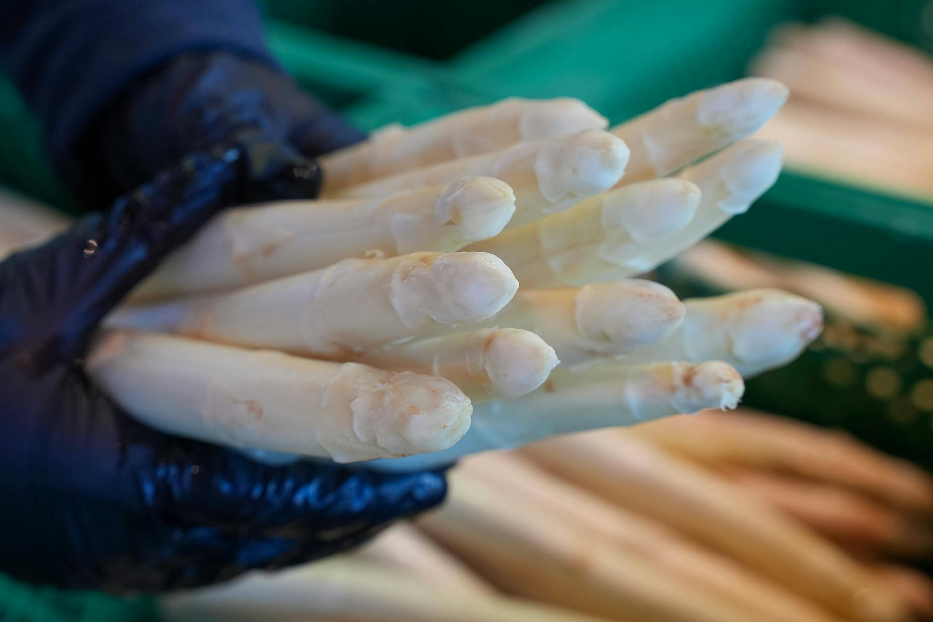 Frisch geernteter Spargel.