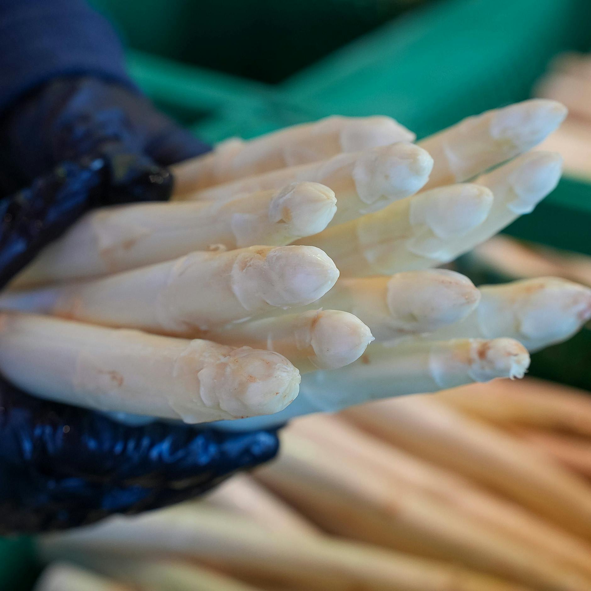 Bald wieder Beelitzer Spargel: Ernte startet in Brandenburg