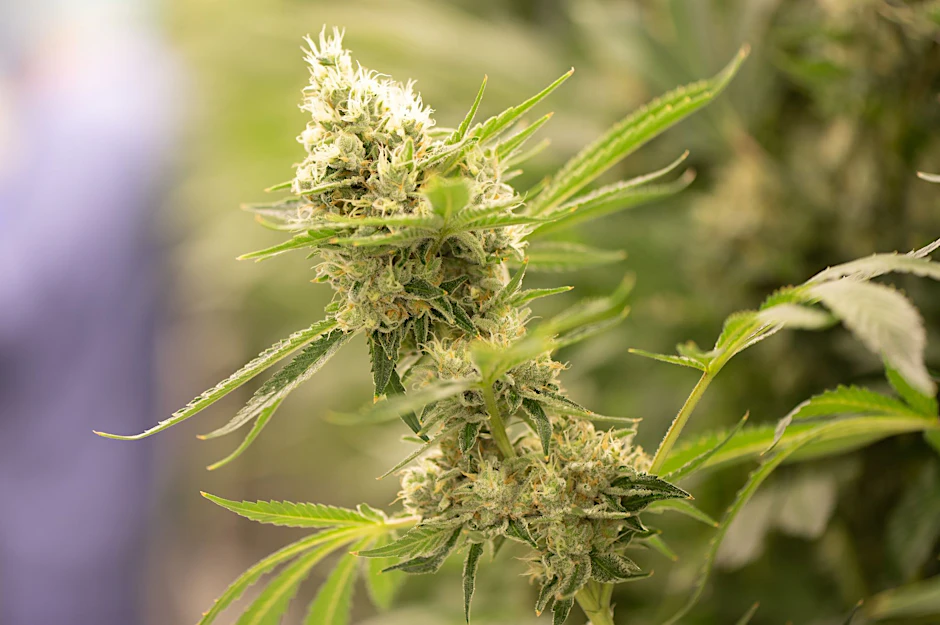 Eine Cannabispflanze: Die Bundesregierung möchte sie legalisieren.