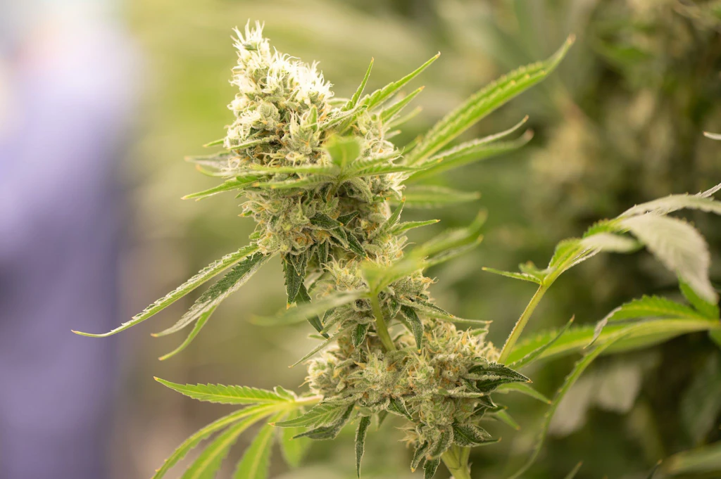 Cannabis-Legalisierung: Wird Berlin ein Vorreiter?