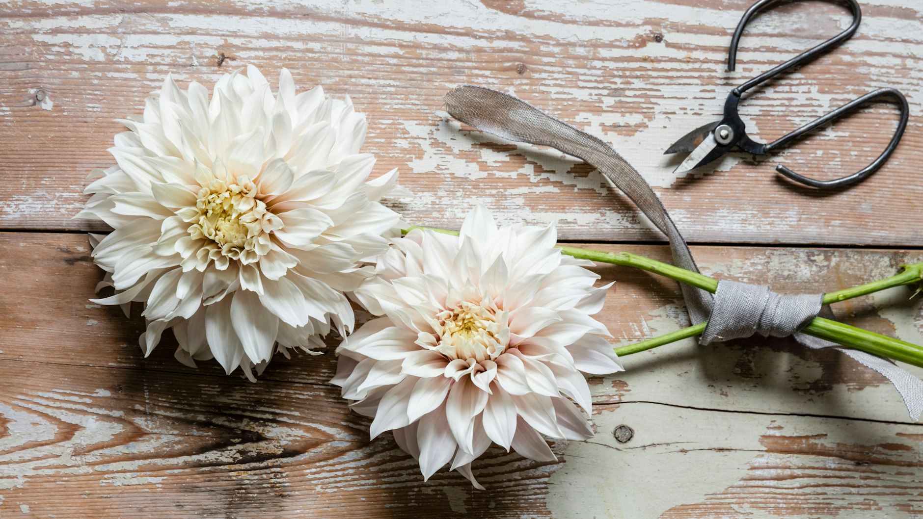 Dahlien sind hervorragend als Schnittblumen aus dem Garten geeignet. Damit die prächtigen Pompons sich möglichst lange halten, sollten sie am frühen Morgen geschnitten werden.