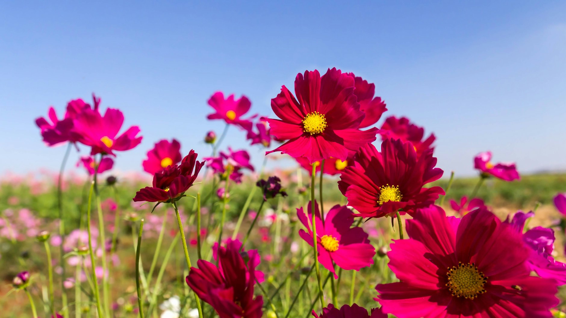Cosmos ist eine reichhaltige, lang blühende Sommerblume, die in keinem Garten fehlen sollte. Sie eignet sich hervorragend als Schnittblume im Garten.